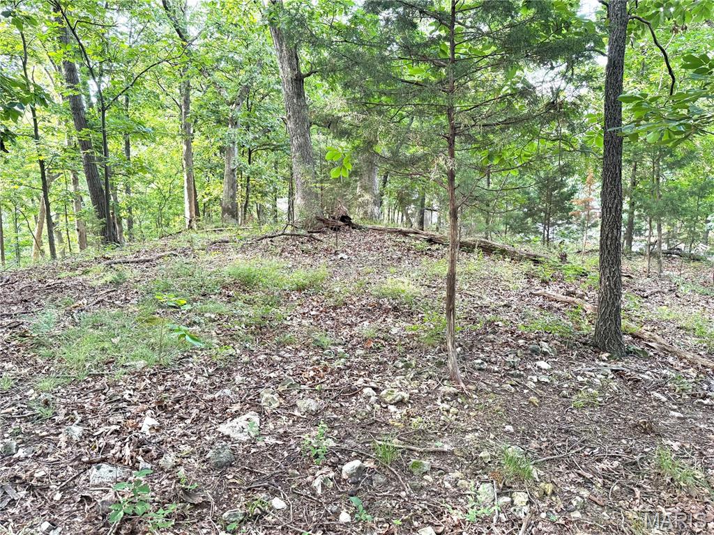 Hidden Valley Forest - Land