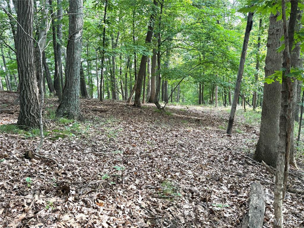 Hidden Valley Forest - Land