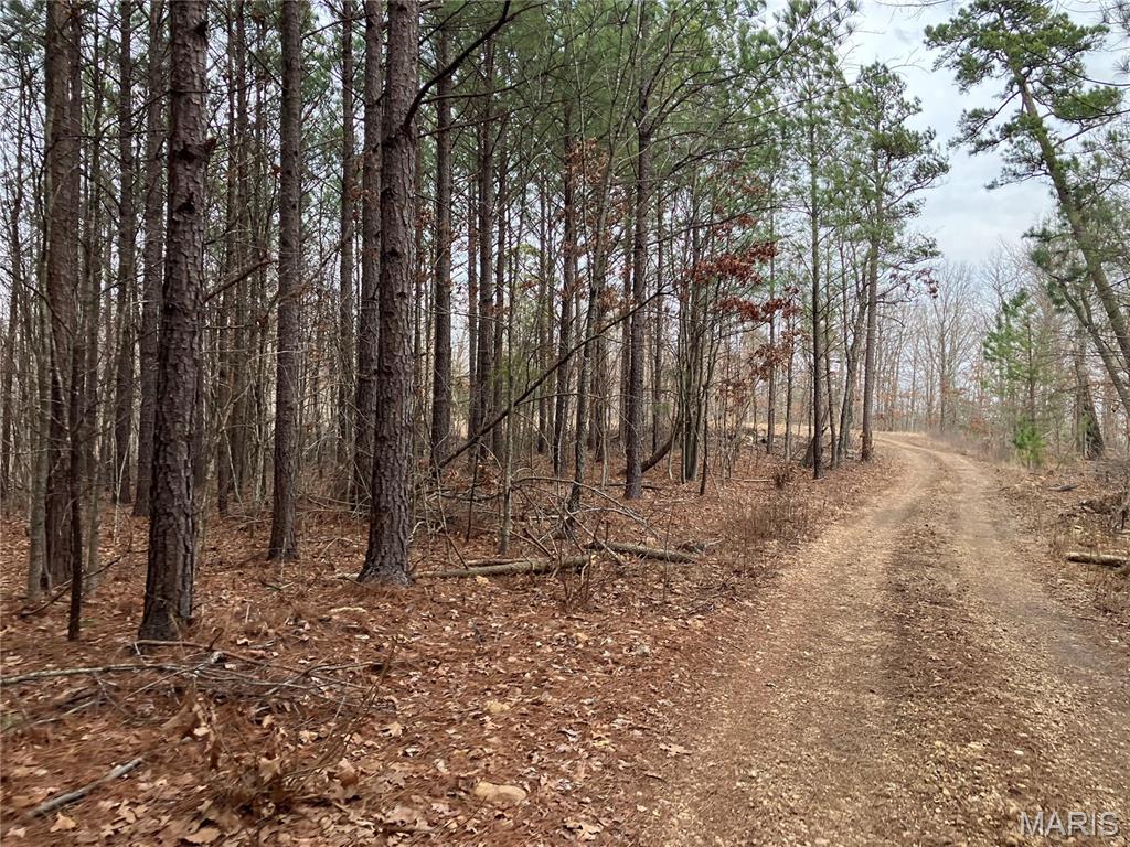 This picturesque 7.785 acre Ozark hideaway includes a great stand of mature pines which covers more than half the property. It would be an ideal area for a home, cabin or campsite. It also has deeded access to a nearby shared spring-fed stream, and sits within about a mile of Mark Twain National Forest. 
This affordable wooded oasis comes with NO restrictions, and can be had for less than the price of a new truck or SUV. And there's a nice deeded easement gravel road leading from the county road to your property.
Hunt, camp, build, ride ATVs on your own land, or fish or play in the shared creek section ... near endless opportunities.
This property is wooded (with a great stand of pines and hardwoods) and about two thirds of the tract is relatively flat. You are within a mile of the 22,176-acre Mark Twain National Forest ... public ground where you can also hunt, ride and explore. All this, and only about 2 miles by road from U.S. 67.
Use this wooded, secluded property as a base camp for adventure. This and surrounding land is teeming with deer, turkey and small game, and the occasional feral hog or maybe a black bear.
There is additional acres available which adjoin this piece if interested.