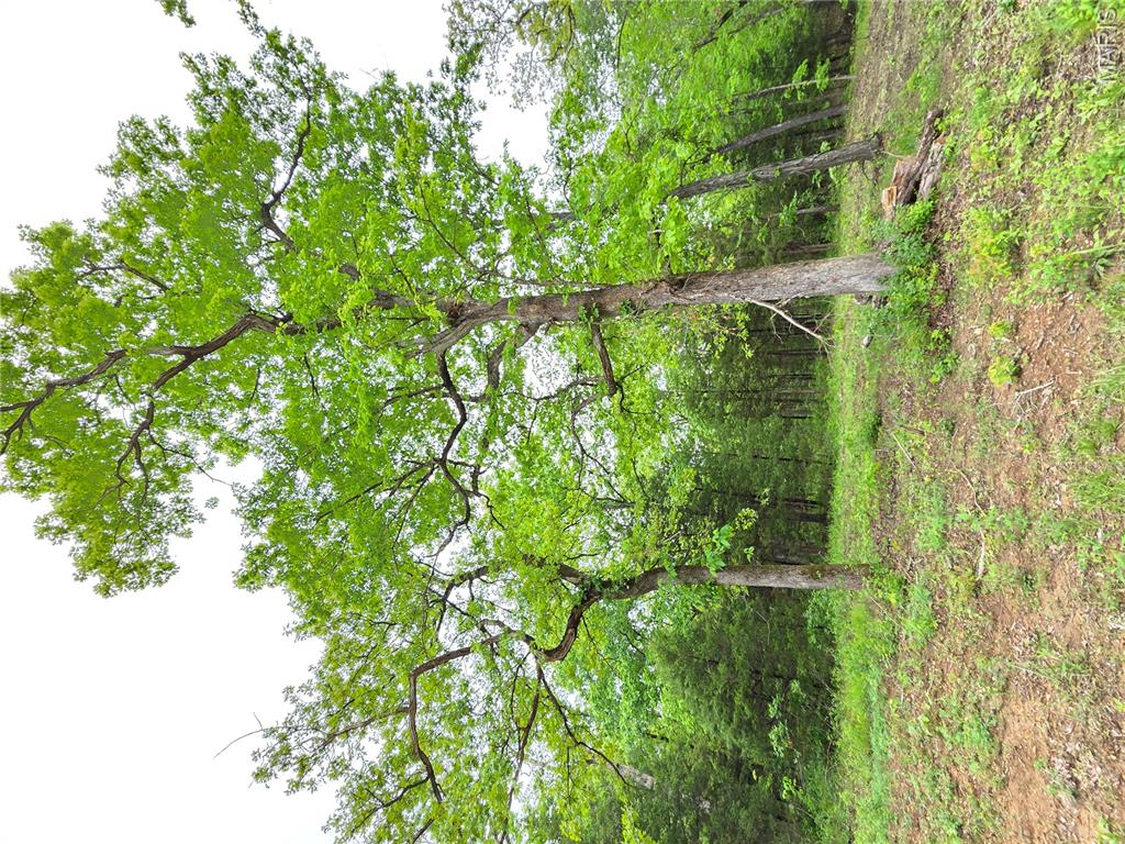 Running Deer - Land
