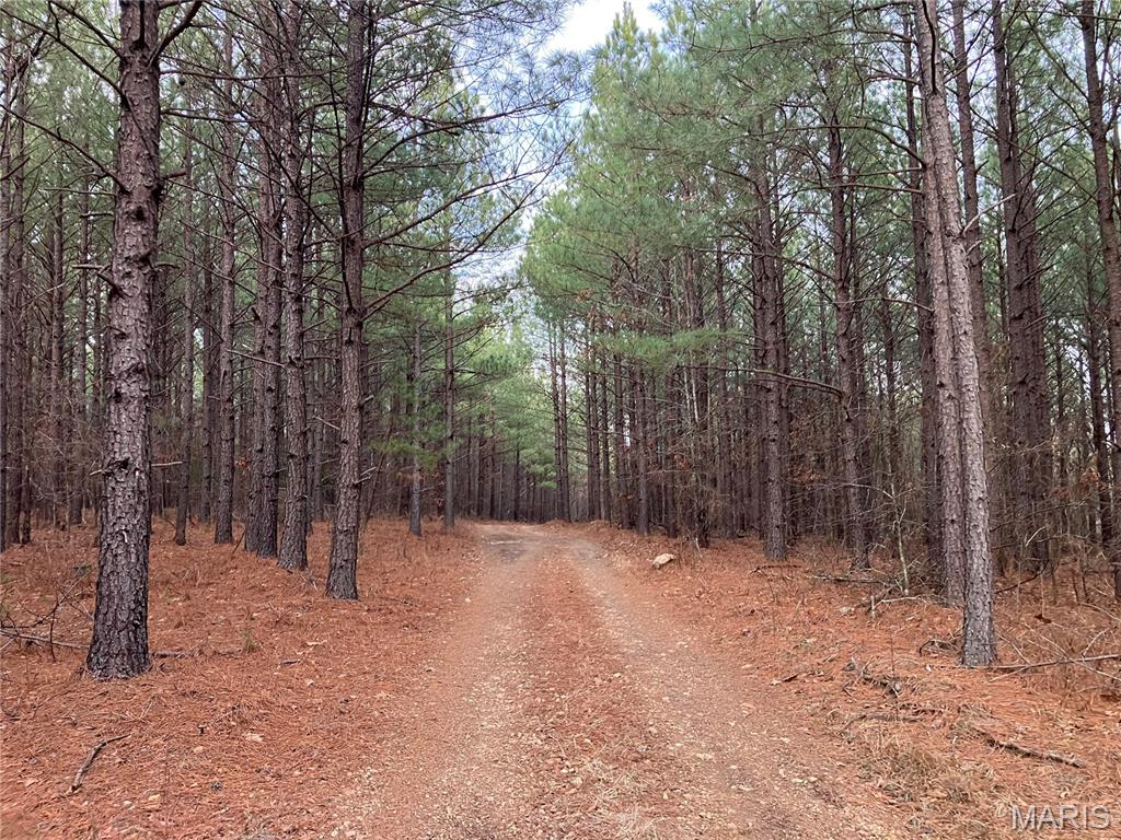 This picturesque 5.76 acre Ozark hideaway includes a great stand of mature pines, a view of hills in the distance, and area for a home, cabin or campsite. It also has deeded access to a nearby shared spring-fed stream, a road along two sides, and sits within about a mile of Mark Twain National Forest. 
This affordable wooded oasis comes with NO restrictions, and can be had for less than the price of a used truck or SUV. And there's a nice deeded easement gravel road leading from the county road to your property.
Hunt, camp, build, ride ATVs on your own land, or fish or play in the shared creek section ... near endless opportunities.
This property is wooded (with a great stand of pines and hardwoods) and rolling. You are within a mile of the 22,176-acre Mark Twain National Forest ... public ground where you can also hunt, ride and explore. All this, and only about 2 miles by road from U.S. 67.
Use this wooded, secluded property as a base camp for adventure. This and surrounding land is teeming with deer, turkey and small game, and the occasional feral hog or maybe a black bear.
There is additional acres available which adjoin this piece if interested.
