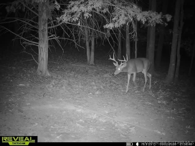 MAKE OFFER! This 197+/- acre property offers a rare combination of proven hunting, natural beauty, privacy, and exceptional build potential in one of the most desirable recreational corridors in central Missouri. Whitetail deer and turkey are abundant, with a well-positioned blind already in place. A strong mix of mature timber, open ground, and water creates outstanding wildlife habitat and multiple opportunities for food plots and stand locations throughout. A well-established trail allows for easy access across the property for riding and exploring. The rolling terrain opens to multiple outstanding building sites with long-range views, ideal for a custom home or luxury cabin. Approximately 24+/- acres of open ground provide flexibility for food plots, small-scale farming, horses, livestock, while the balance of the acreage is covered in mature timber that enhances privacy, habitat quality, and long-term land value. A year-round creek, pond, and seasonal stream further strengthen the property’s functionality, wildlife value, and appeal. A premium recreational and stewardship property offering multiple opportunities to enjoy, manage, and preserve the land for generations to come