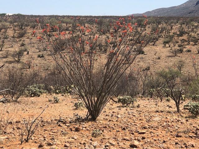Tubac Foothills Ranch - Land