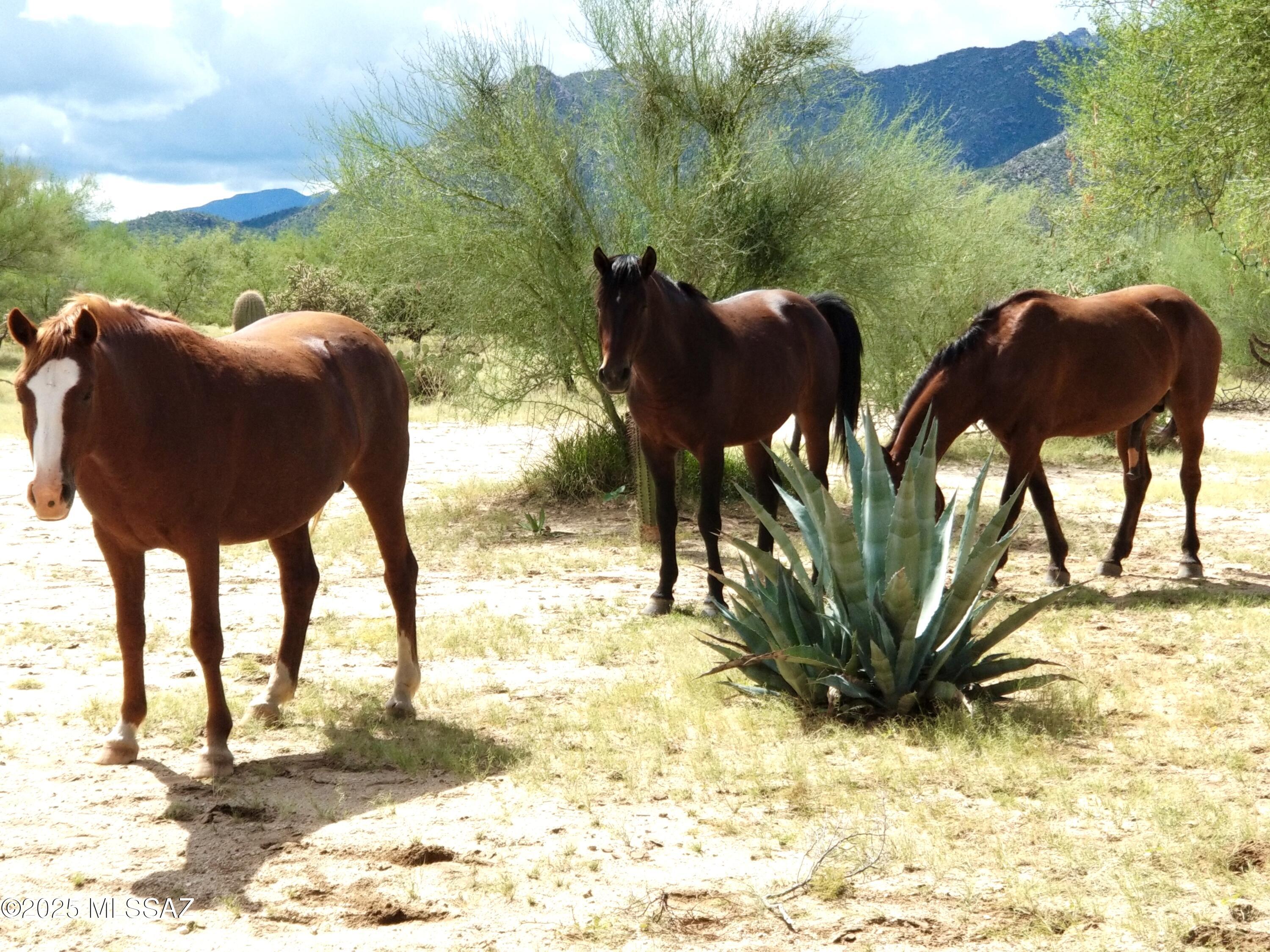 Hayhook Ranch - Residential