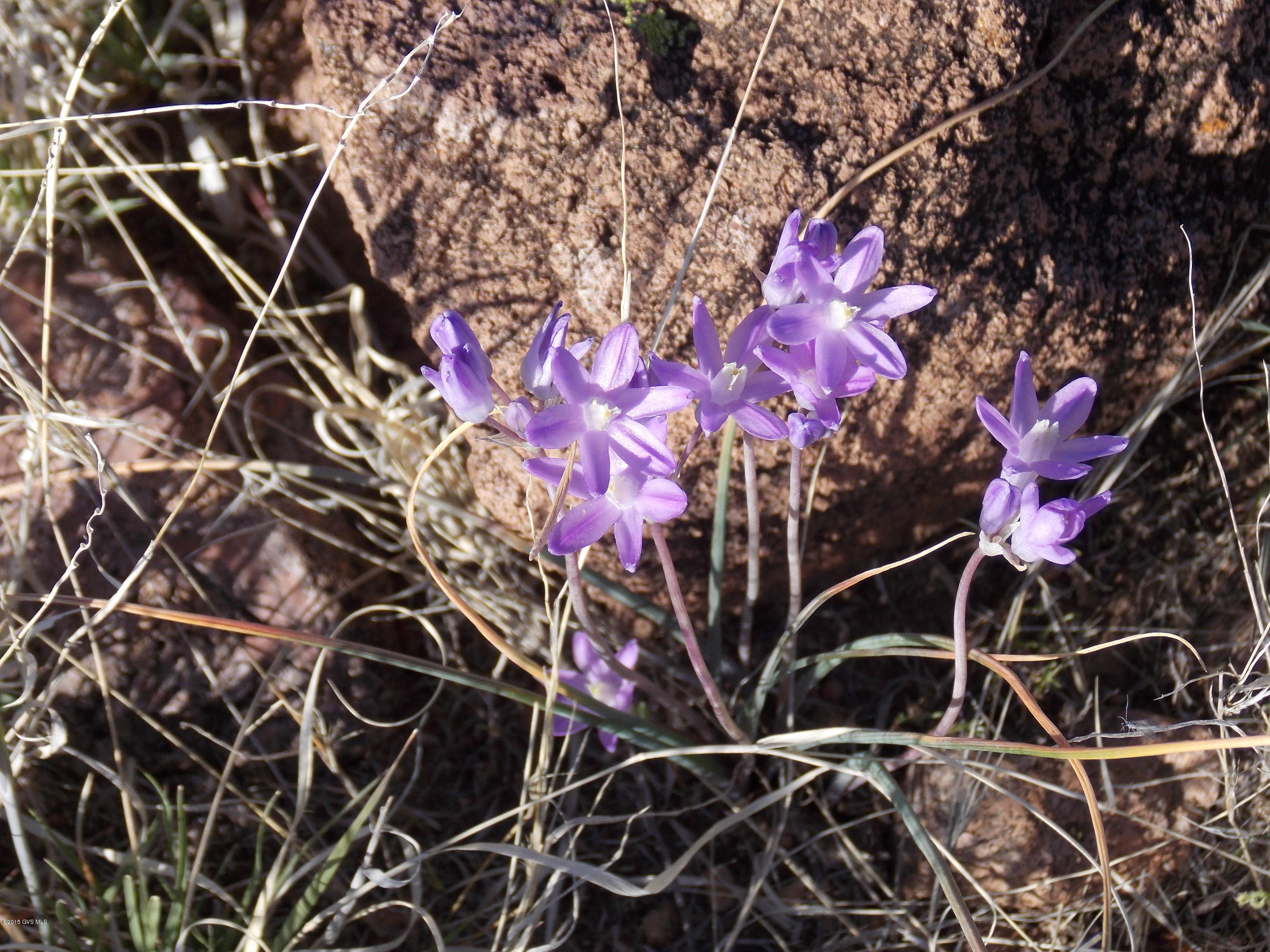 Aliso Springs - Land