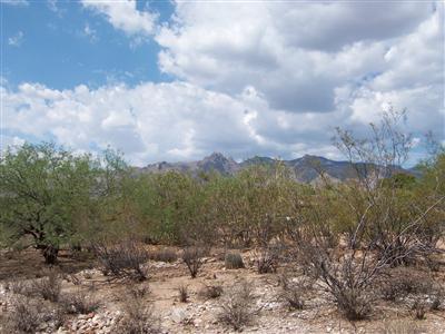 Catalina Foothills Estates - Land