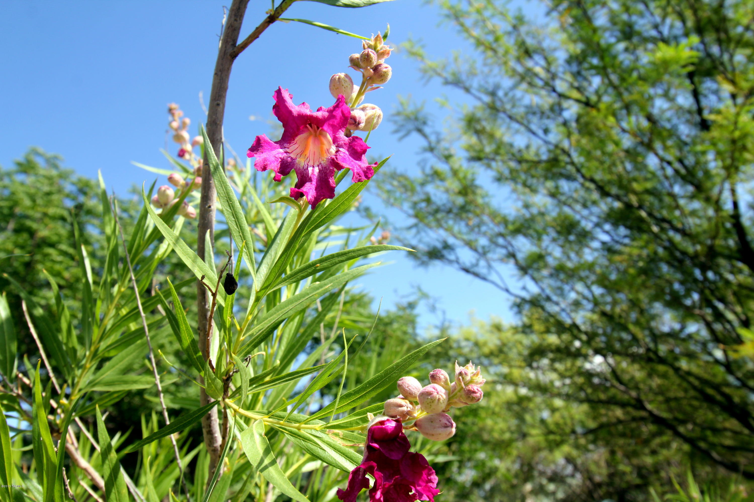 City Of Tucson - Residential