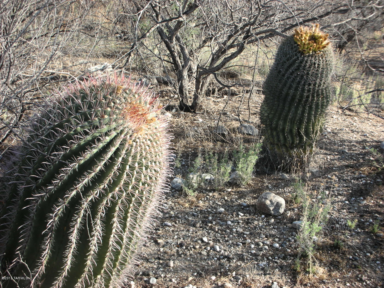 Snyder Creek Canyon (1-29) - Land