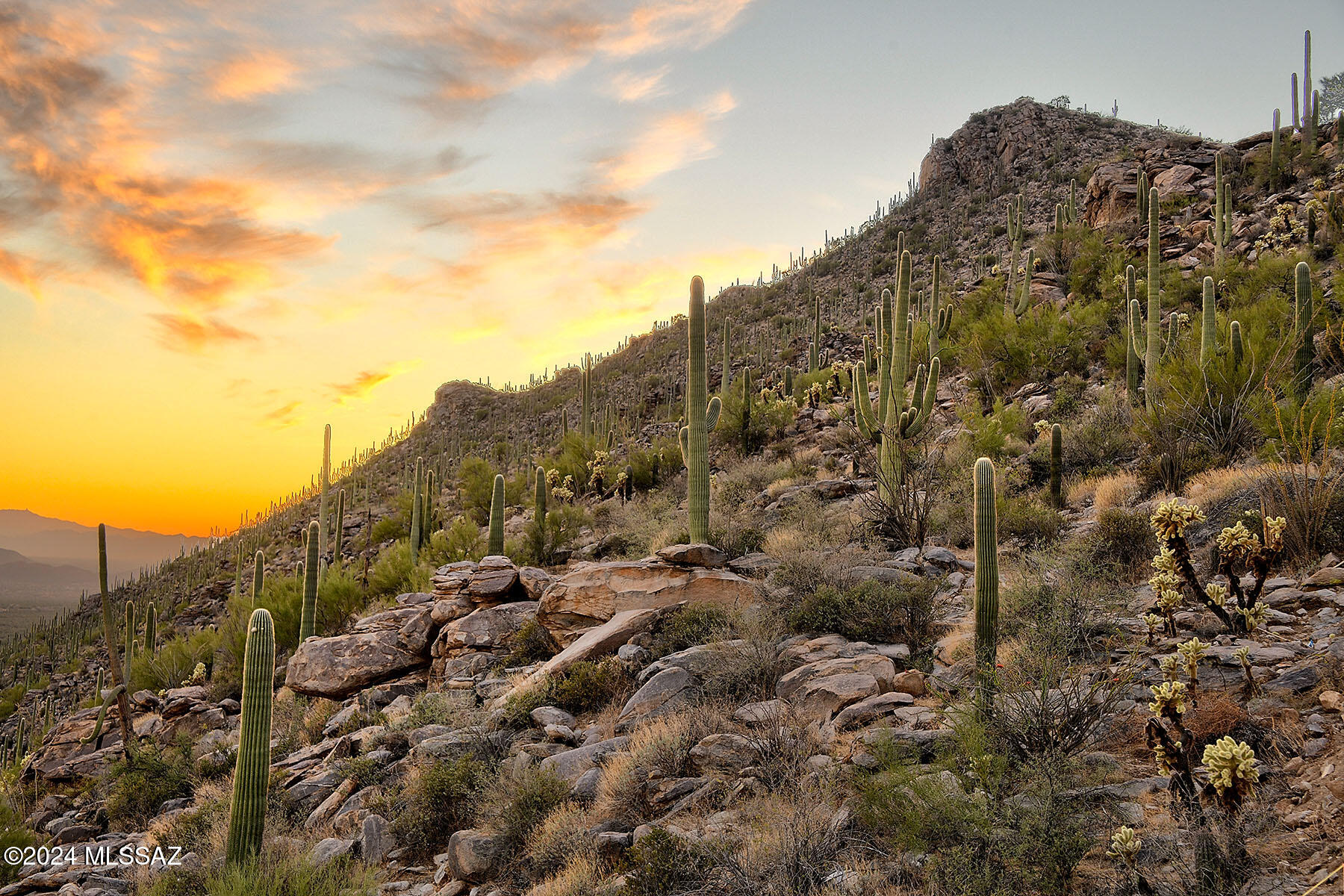 Saguaro Ranch II (L 50-51;53-65) - Land