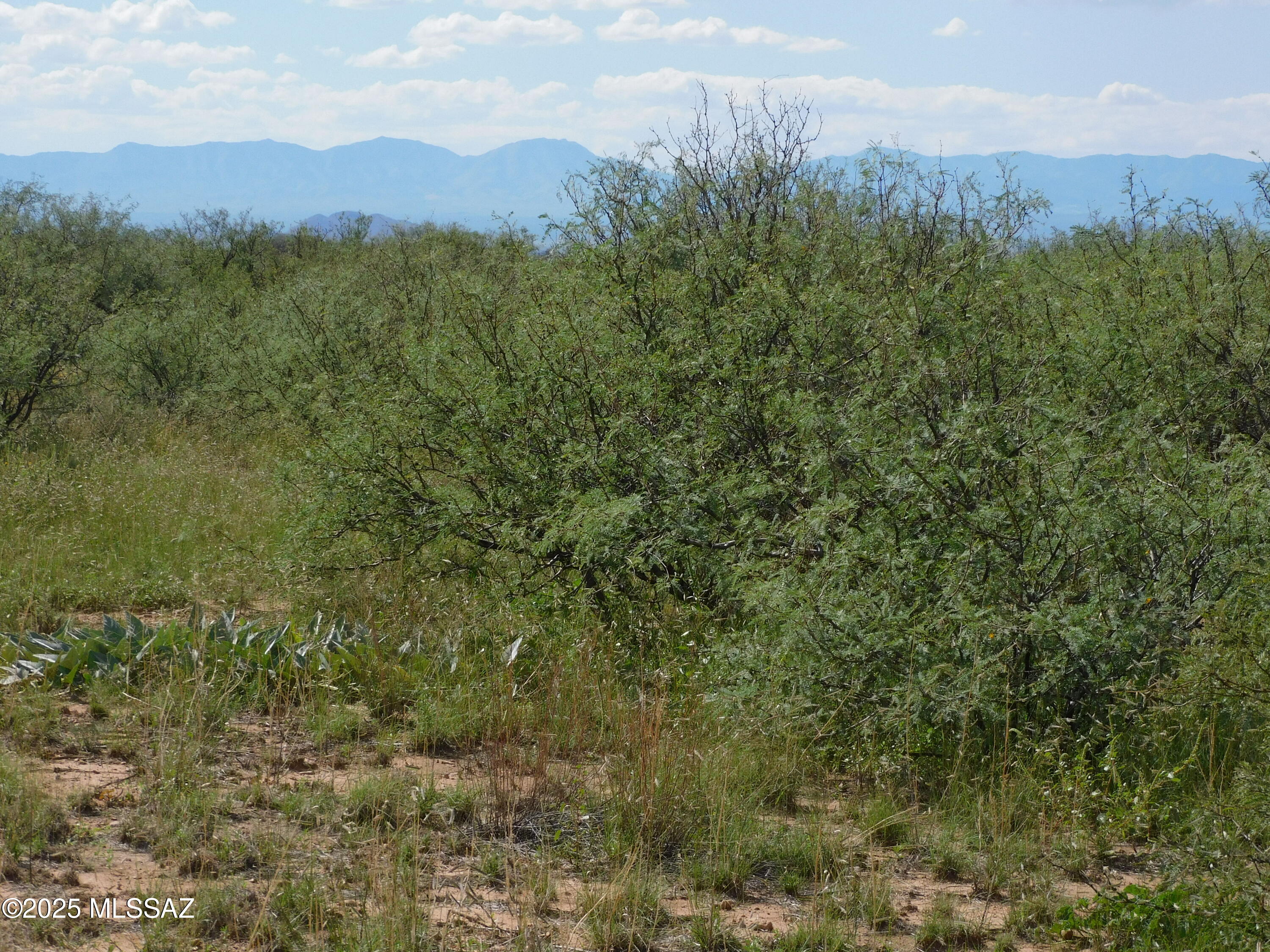 Turkey Creek Ranch - Land