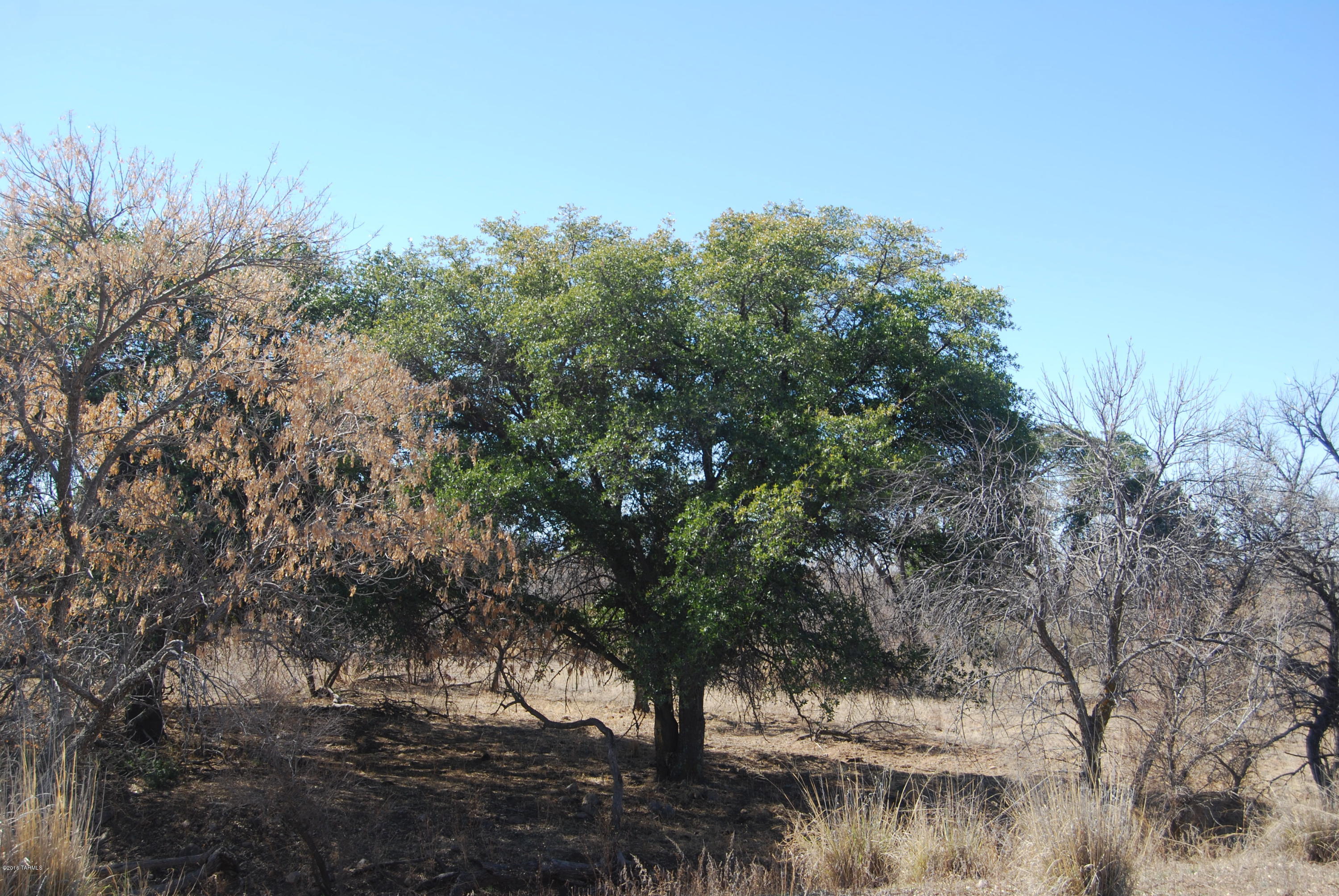 Turkey Creek Ranch - Land