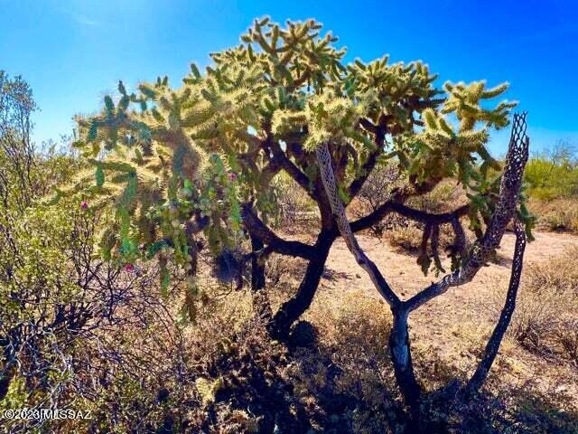 Out Of Pima County - Land