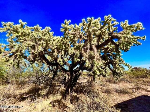 Out Of Pima County - Land