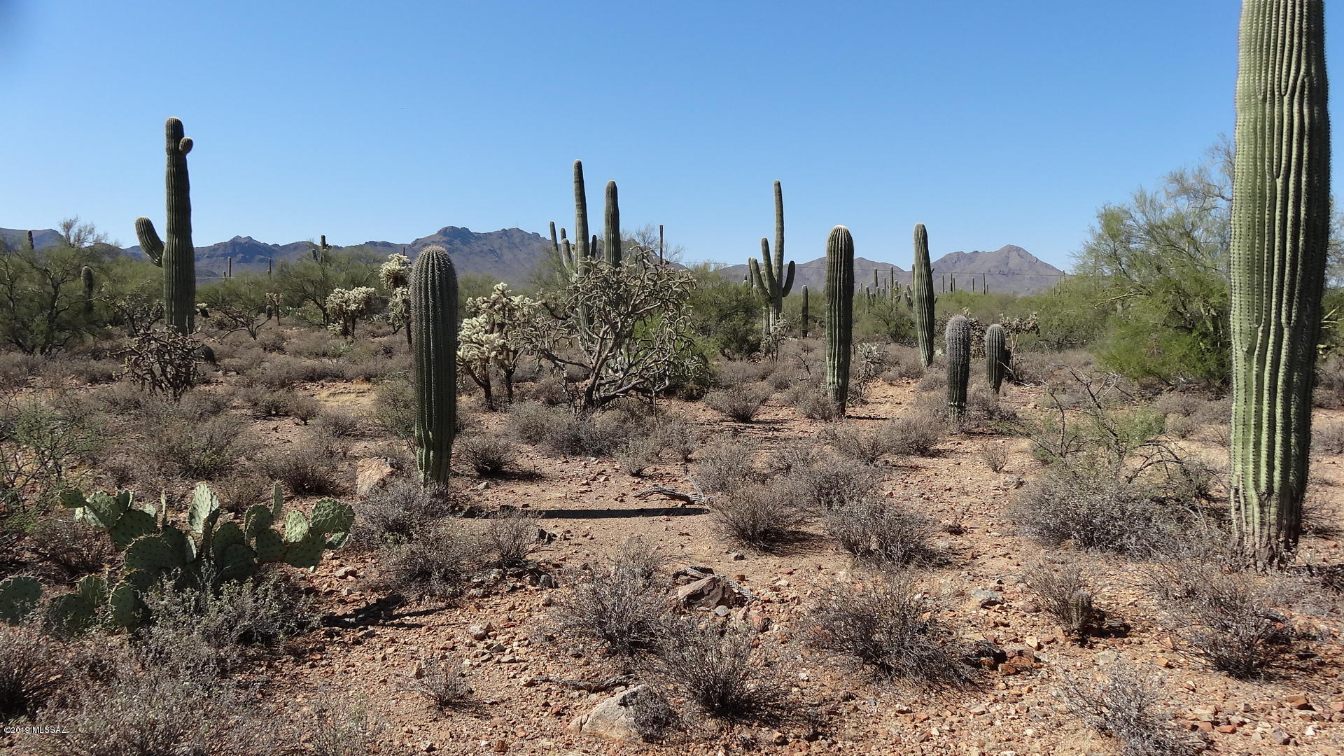 This property is in such a prime location. Not too close to the business of the city yet
very convenient to downtown, UofA, I-10, medical facilities, and restaurants. Enjoy the rural ambiance from the
spacious SR zoned lot with many stately Saguaros and other desert vegetation. Off of paved Sweetwater Dr. and in an
area of custom homes. Individual lots shown are conceptual only-all areas & dimensions are approx, and final size and legal
description to be determined by surveyor prior to close of escrow. Taxes listed are for entire 12.64 acres. May be suitable for a church or school. See also MLS#21928871, 21928868 and 21928869.