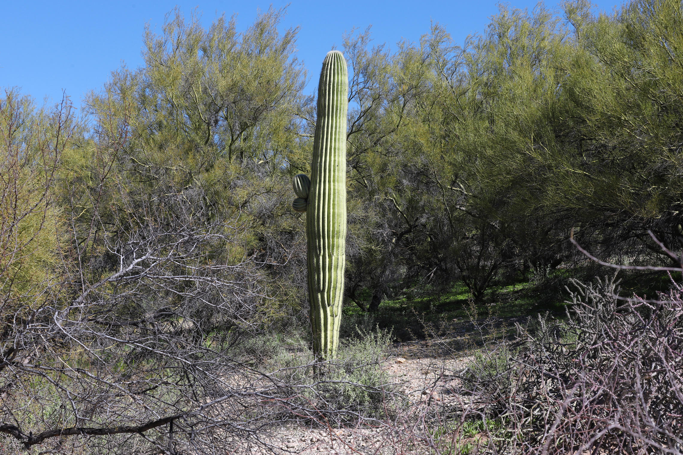 Catalina Foothills Est. NO. 10 (73-90, 119, 121, 123, 127-146) - Land