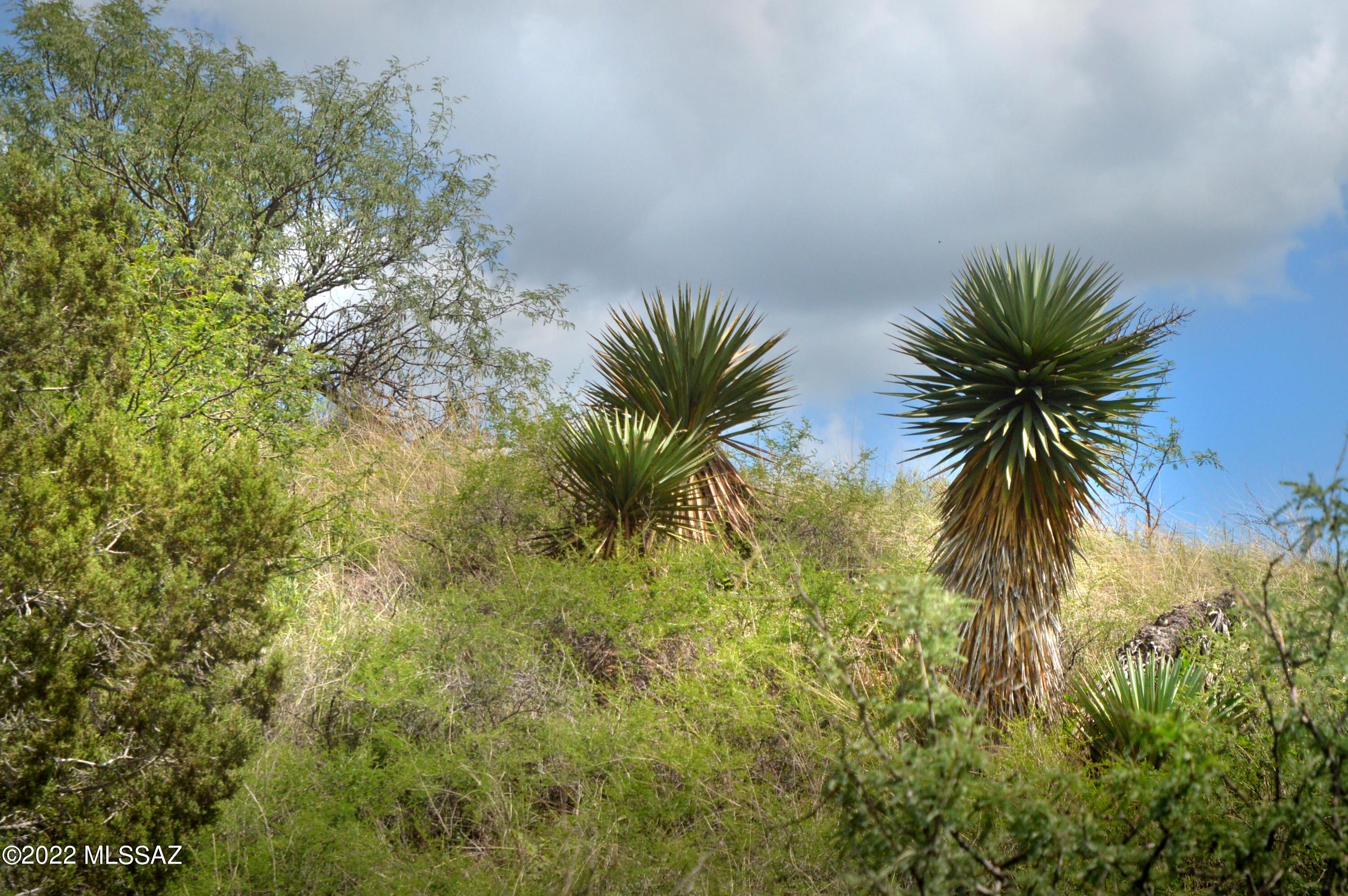Stevens Canyon Ranch - Land
