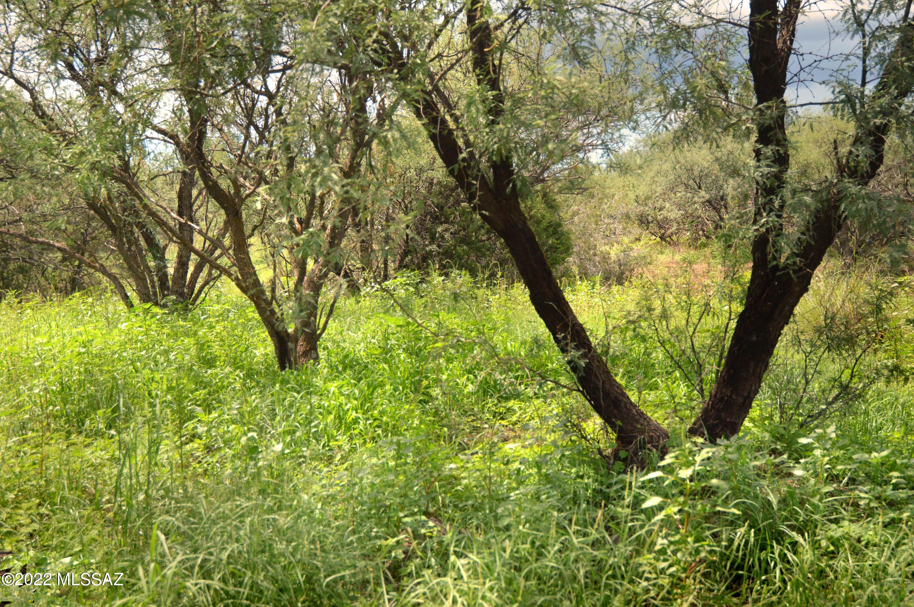 Stevens Canyon Ranch - Land