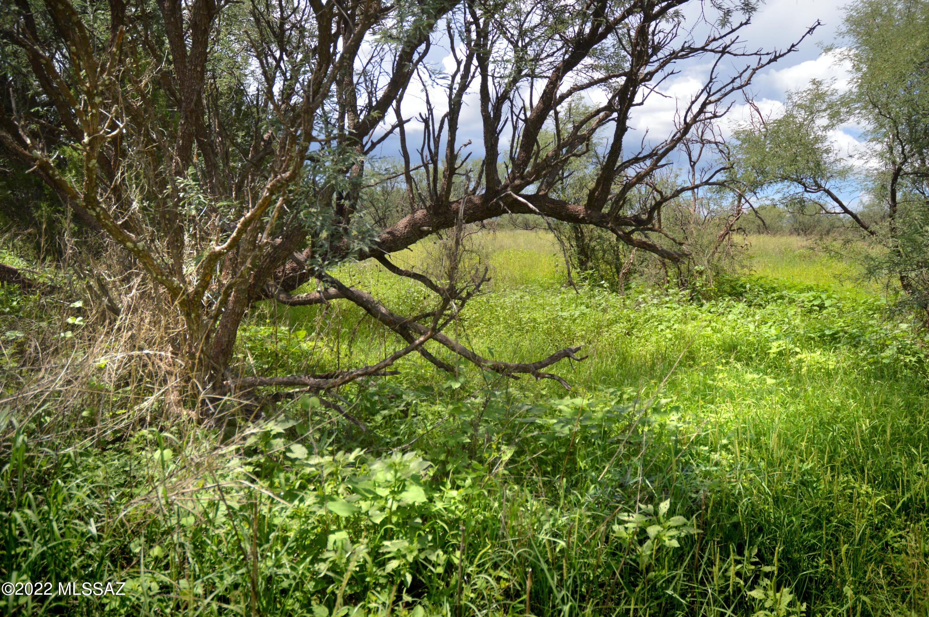 Stevens Canyon Ranch - Land
