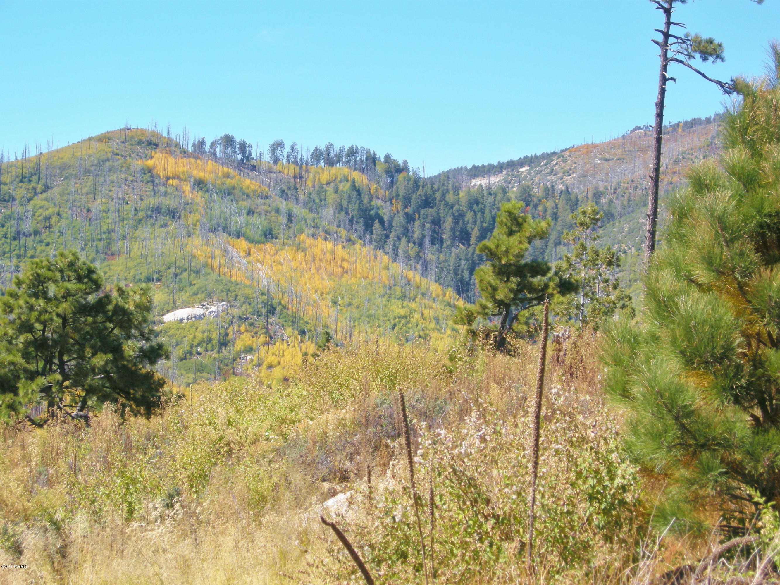 Loma Sabino Pines - Land