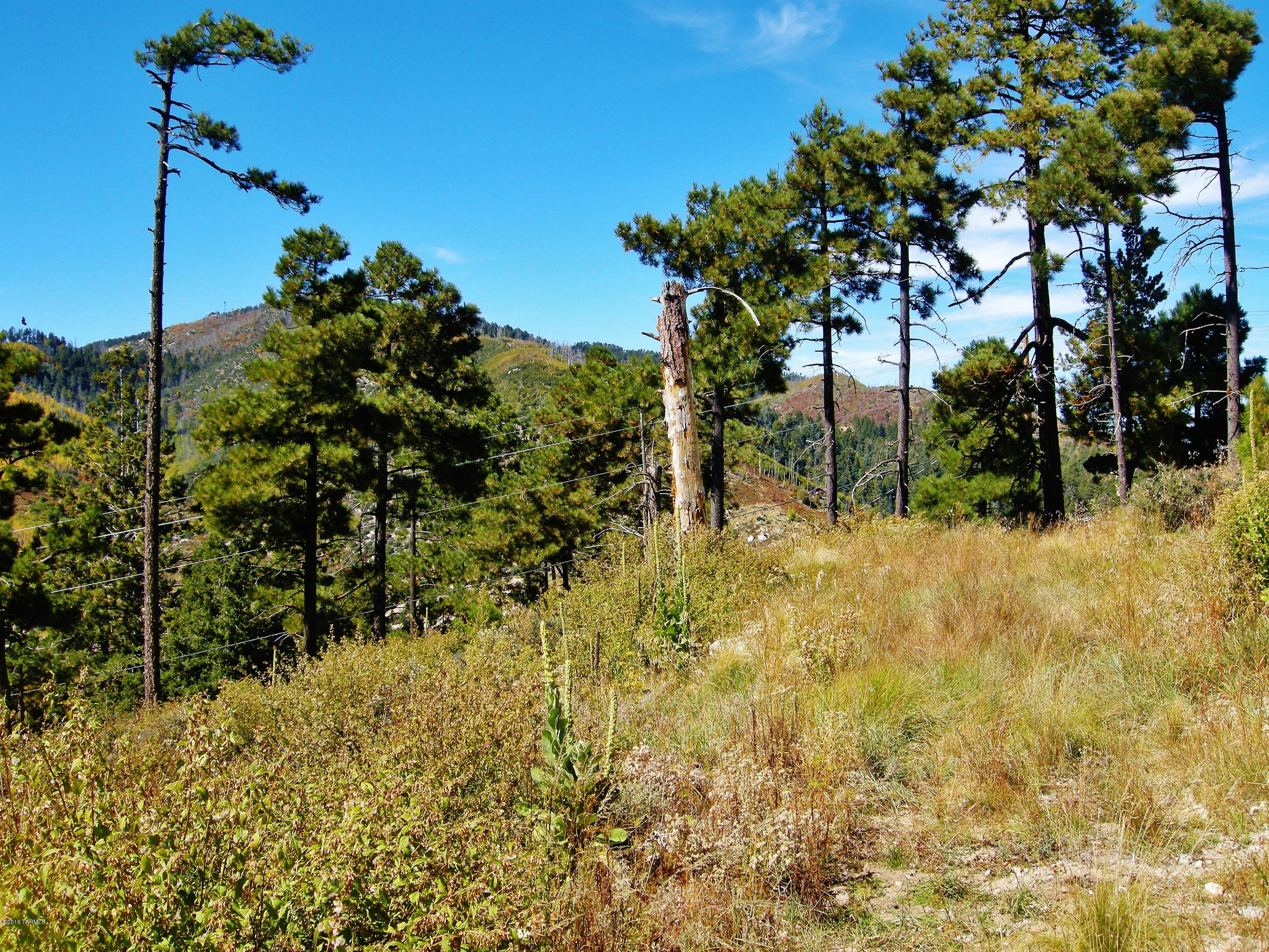 Loma Sabino Pines - Land