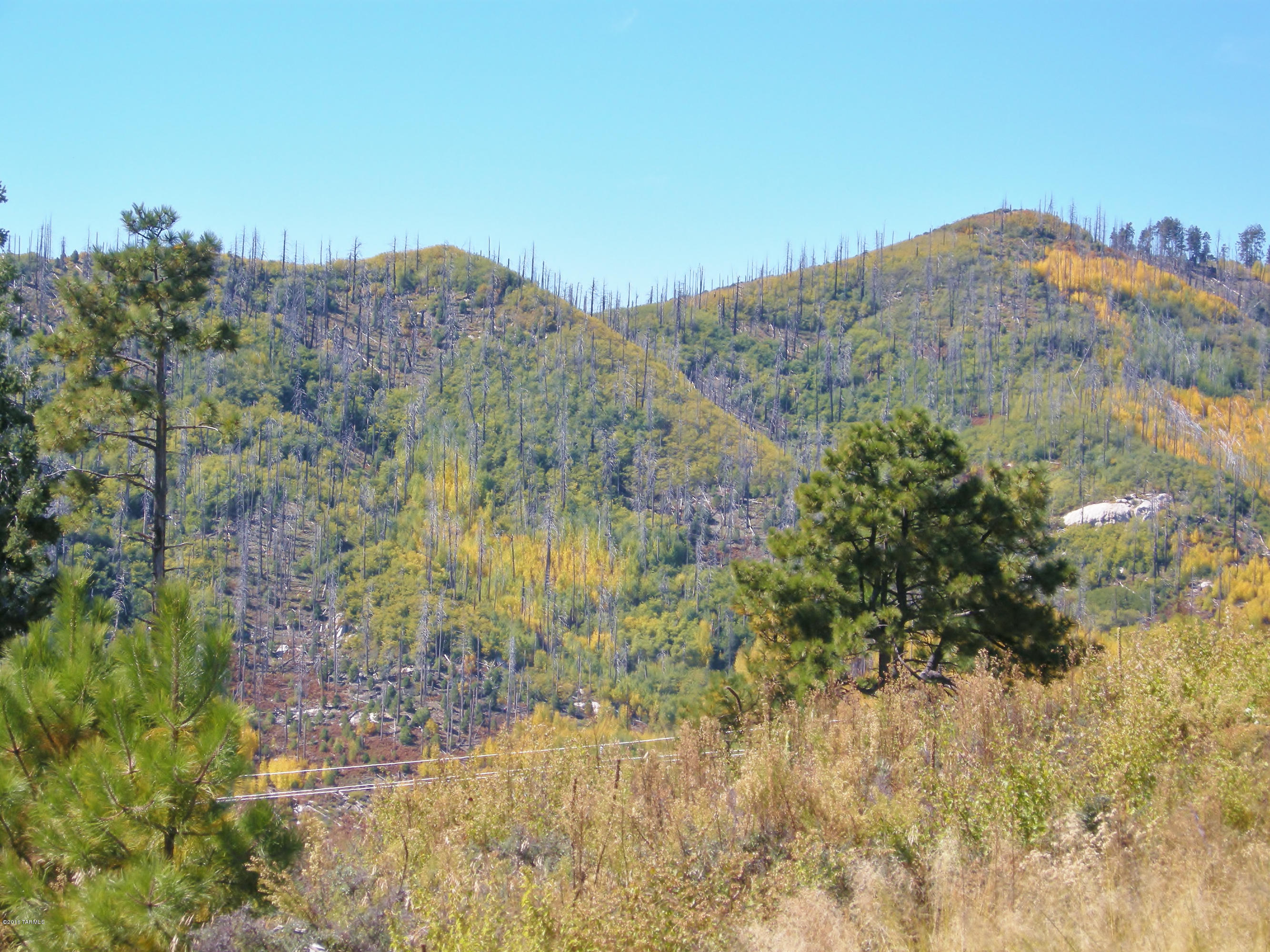 Loma Sabino Pines - Land