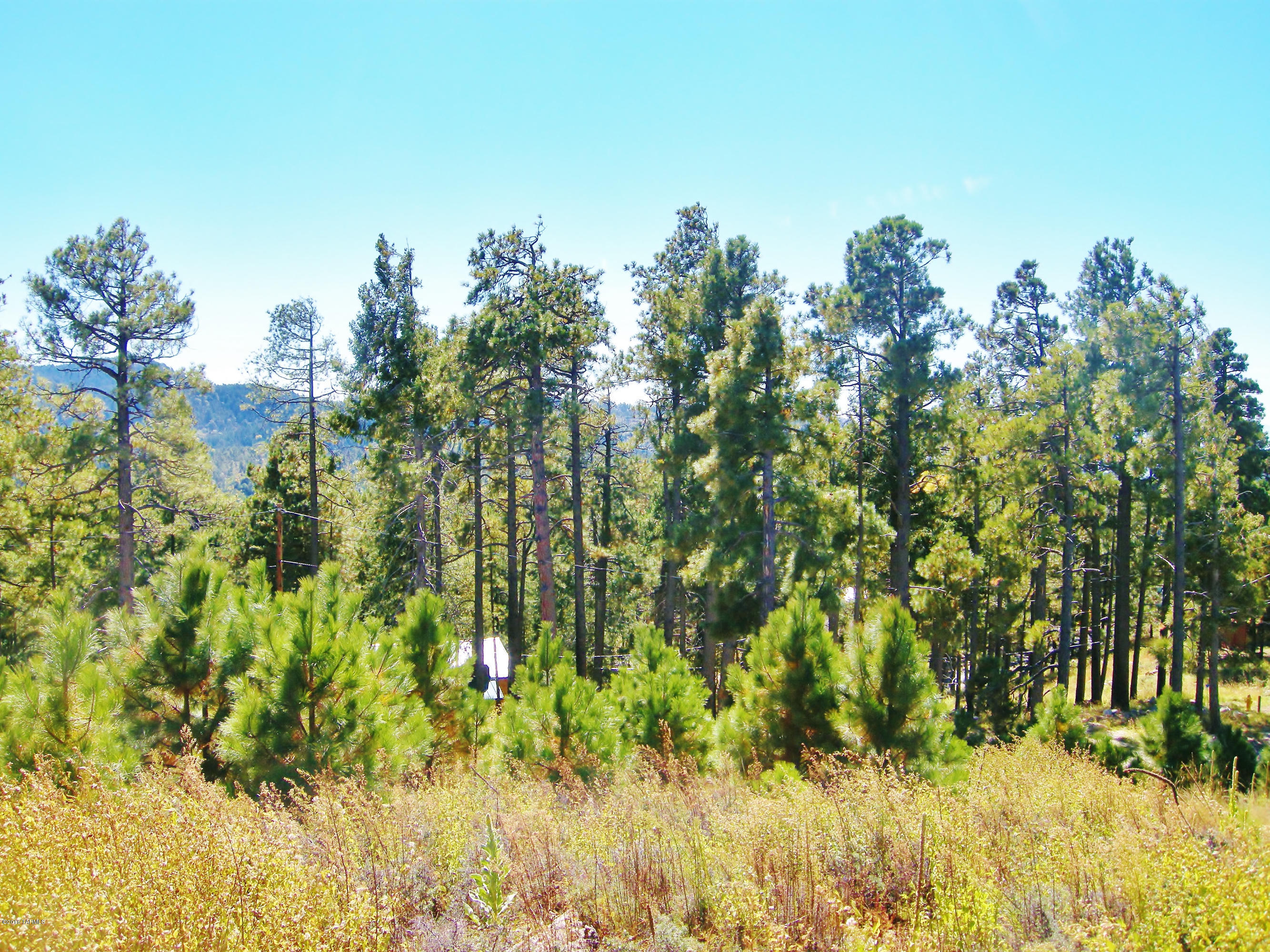 Loma Sabino Pines - Land