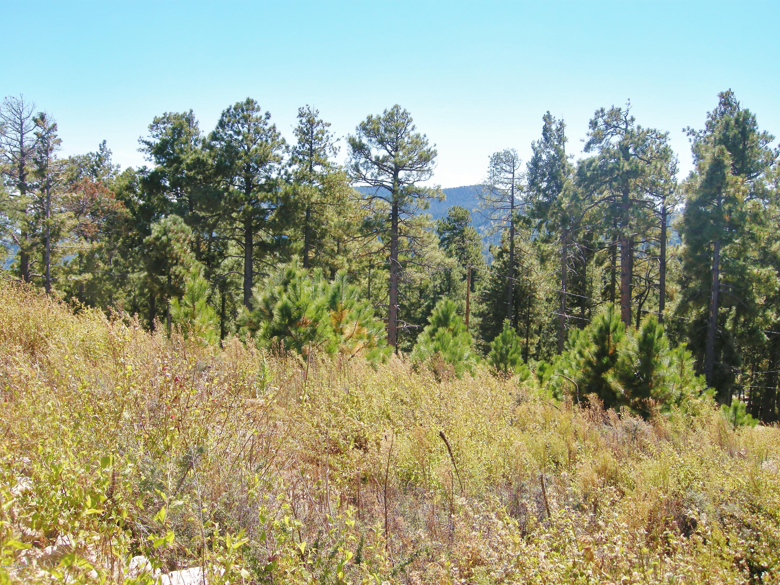 Loma Sabino Pines - Land