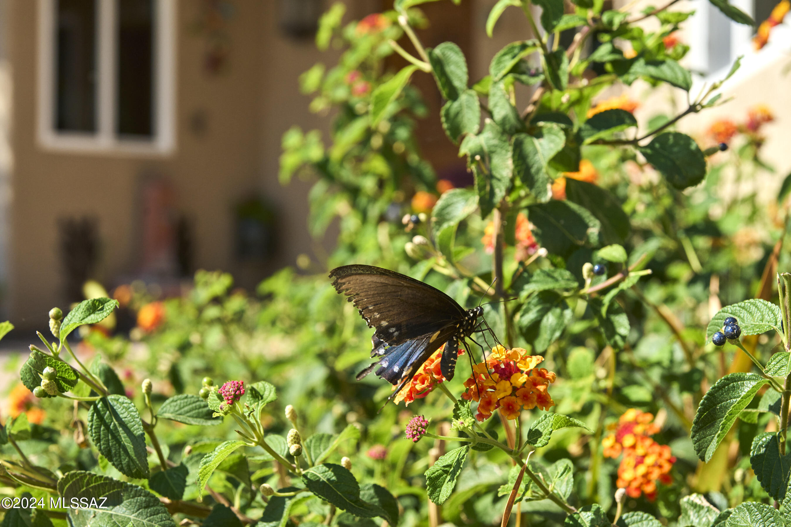 Out Of Pima County - Residential