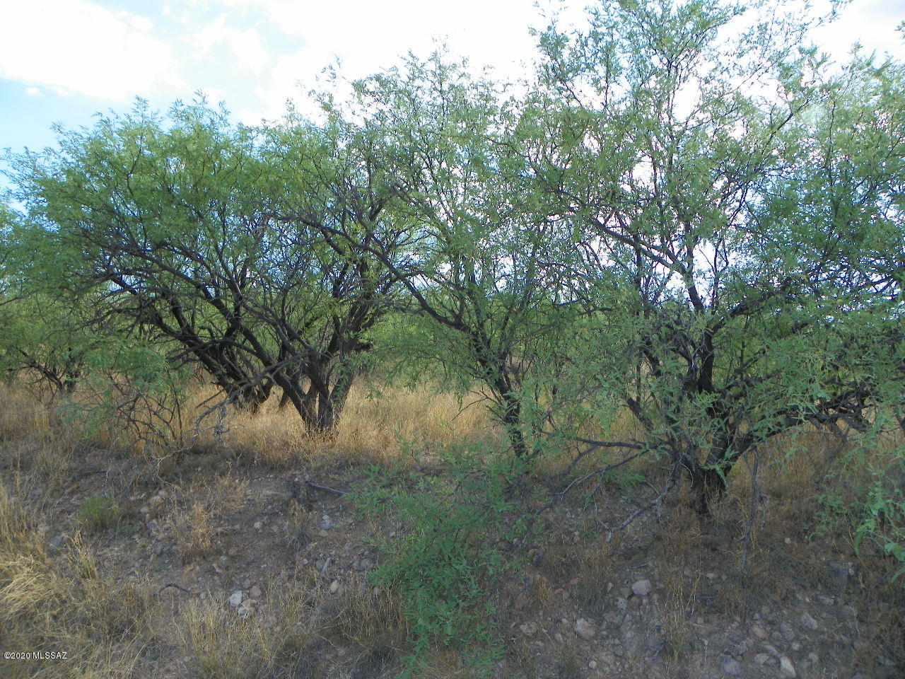 Rio Rico Ranchettes - Land