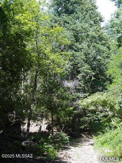 Sky Mountain Retreat on Mt. Lemmon! Aspen,Maple & Fur trees in abundance provide privacy, shade and color. Unique lot with installed septic system lends itself to numerous building options. Lot may not be split, but two structures can be built. Access is off of Turkey Run(County maintained) then onto Gutherie and Tanager Ln. Gutherie and Tanager Ln. cross private property. Access is granted but no legal access has been given.