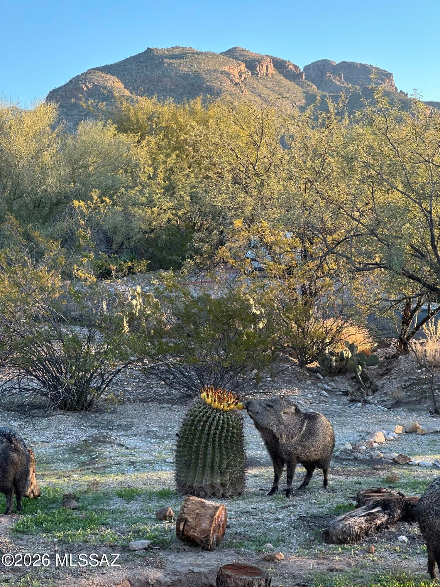 Sabino Town And Country Estates (1-77) - Residential
