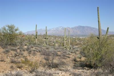 Tucson Mountain Reserve (1-124) - Land