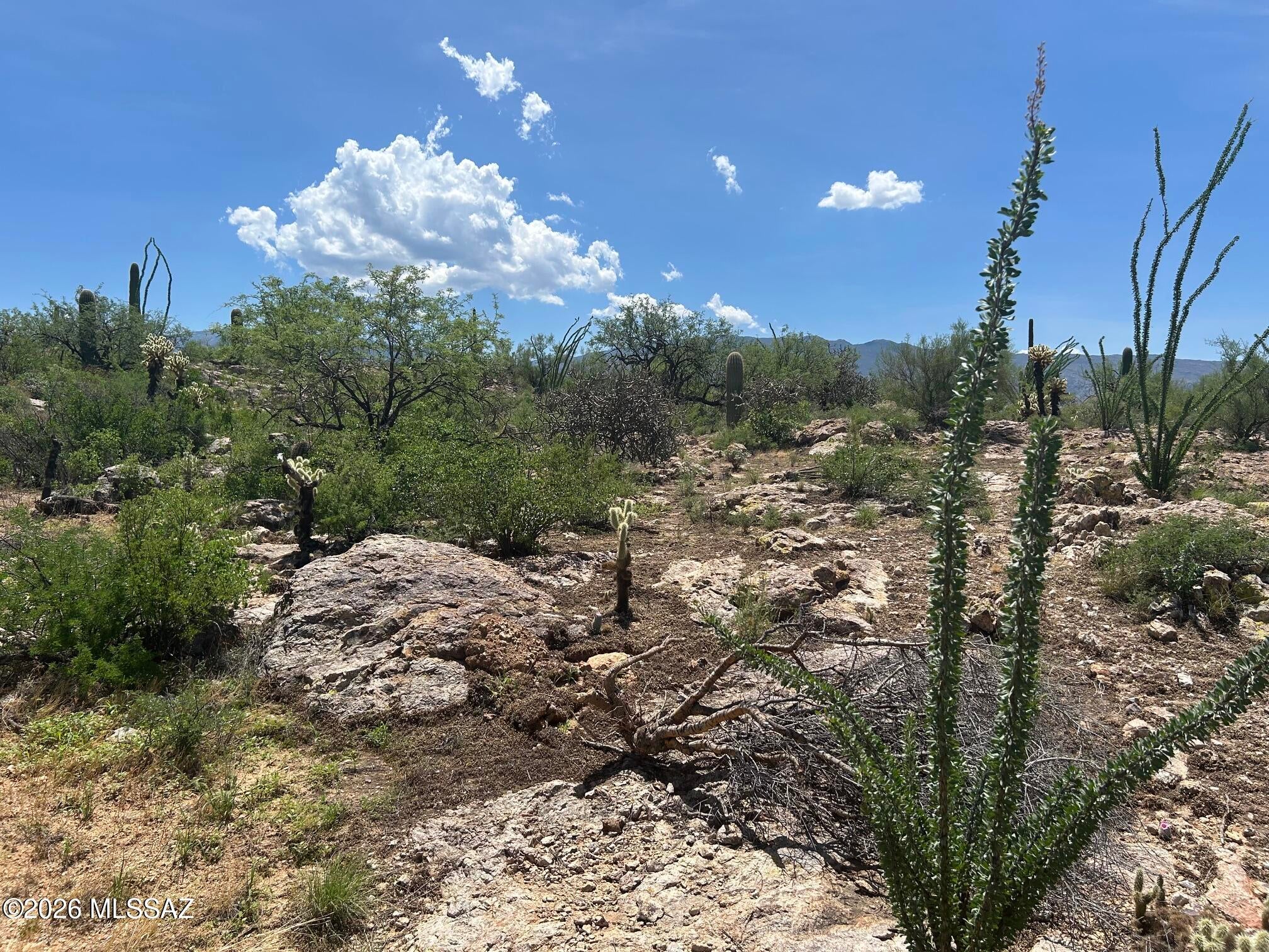 Palo Verde Ranch - Land
