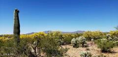2 combined adjacent lots total 48 acres, located near 1,000's of acres of  BLM Arizona bureau of land management. Roads on all 4 sides, Electric at NE corner and a private registered capped well on site. The acreage is highly useable. Plenty of room to build. Gently rolling topography with beautiful wash in the center that meanders around rock formations. The native vegetation includes Giant Saguaros, Mesquite & Palo Verde. Just around the corner is Cadillac Chaparral Steakhouse & Saloon, Lupe's Fine Mexican and minutes to Catalina Basha's for shopping and services. Only 1/3 mile of dirt road off Hwy SR79. Two lots 39.1 Acres and 8.83 Acres.