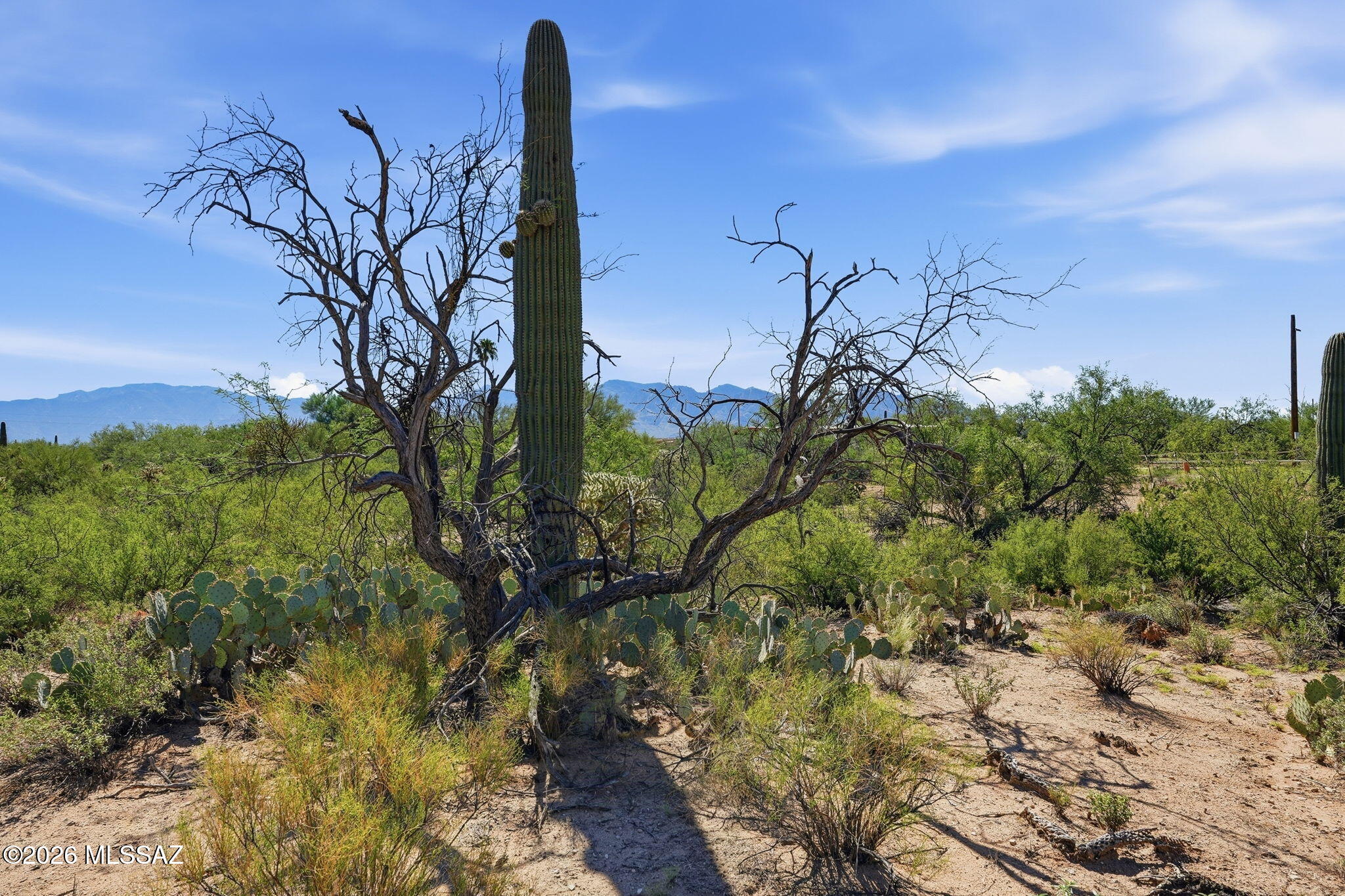Build Your Dream Home on a Truly Special 3+ Acre Parcel!  Discover the beauty & tranquility of this property nestled at end of a quiet cul-de-sac. Surrounded by lush Sonoran Desert landscape, this unincorporated Pima County Horse property is rich w/ majestic Saguaros, Barrel Cacti, Palo Verdes, Mesquites, & breathtaking panoramic Mountain views. Enjoy spectacular sunrises & sunsets from your own private desert retreat. The spacious building envelope & easy-to-build site provide an ideal setting for creating your dream home. A shared well & septic system are already in place. An approximately 786sf+/- adobe structure remains on the property, offering a glimpse into its history & potential for future homesite. Peaceful, private yet conveniently located to all that Oro Valley/NW Tucson offers This rare parcel provides the perfect blend of natural beauty, privacy, & accessibility. Opportunities like this are increasingly hard to find!  Come experience the views, serenity, & possibilities for yourself, but don't delay!