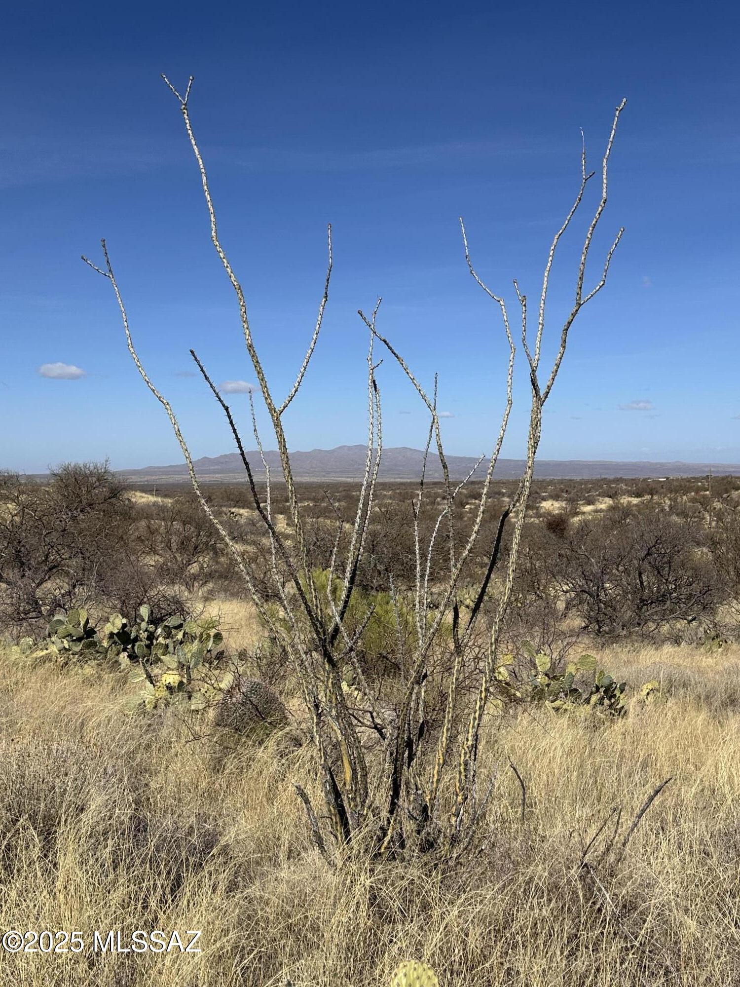 Discover the perfect canvas for your dream home on this expansive 6 plus acre parcel in Oracle. Nestled amidst the serene beauty of the high desert, this property offers unobstructed, sweeping vistas of multiple majestic mountain ranges, providing a daily panorama of nature's grandeur.

The property's gentle terrain is adorned with native vegetation, including multiple species of cacti & mesquite trees, creating a harmonious blend of natural beauty & privacy.

Located in a custom homes only neighborhood, bordering state land, the ability to be split once, & access to utilities conveniently located nearby, this land is prime for building YOUR dream. The parcel's generous size & favorable topography provides ample flexibility for various architectural designs, whether you envision a modern retreat or a rustic sanctuary.

Situated at an elevation of approximately 4,500 feet, Oracle is renowned for its cooler temperatures, rich tapestry of history, culture, & outdoor recreation. Escape from the higher temperatures of the lower elevations & embrace the opportunity to create a personalized haven where every sunrise & sunset paints the sky over your mountain-view estate. This 6.6 acre property is not just land; it's the foundation for YOUR future, set amidst the unparalleled beauty of Oracle, Arizona.