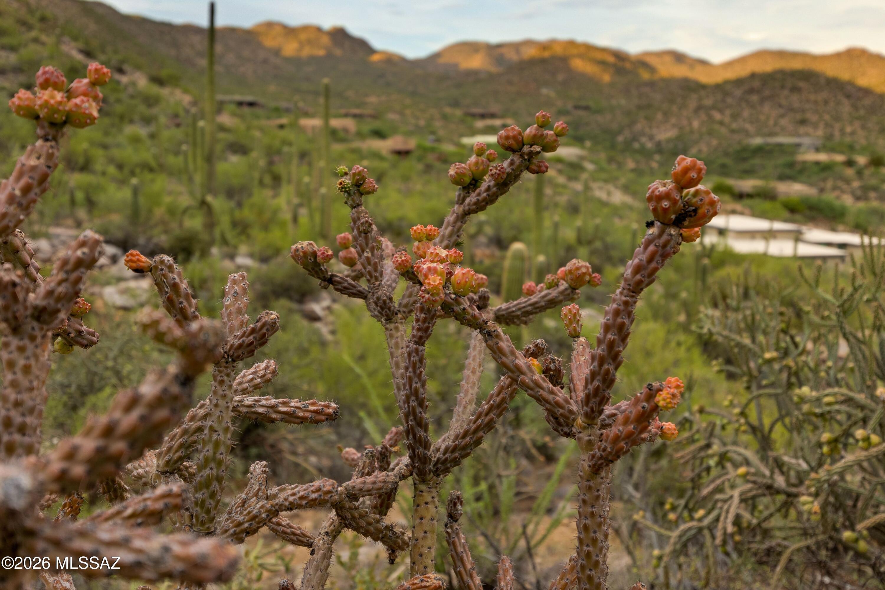 Canyon Pass III At Dove Mountain (111-181) - Land