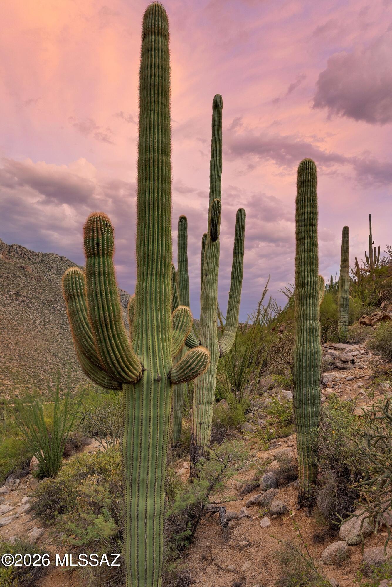 Canyon Pass III At Dove Mountain (111-181) - Land