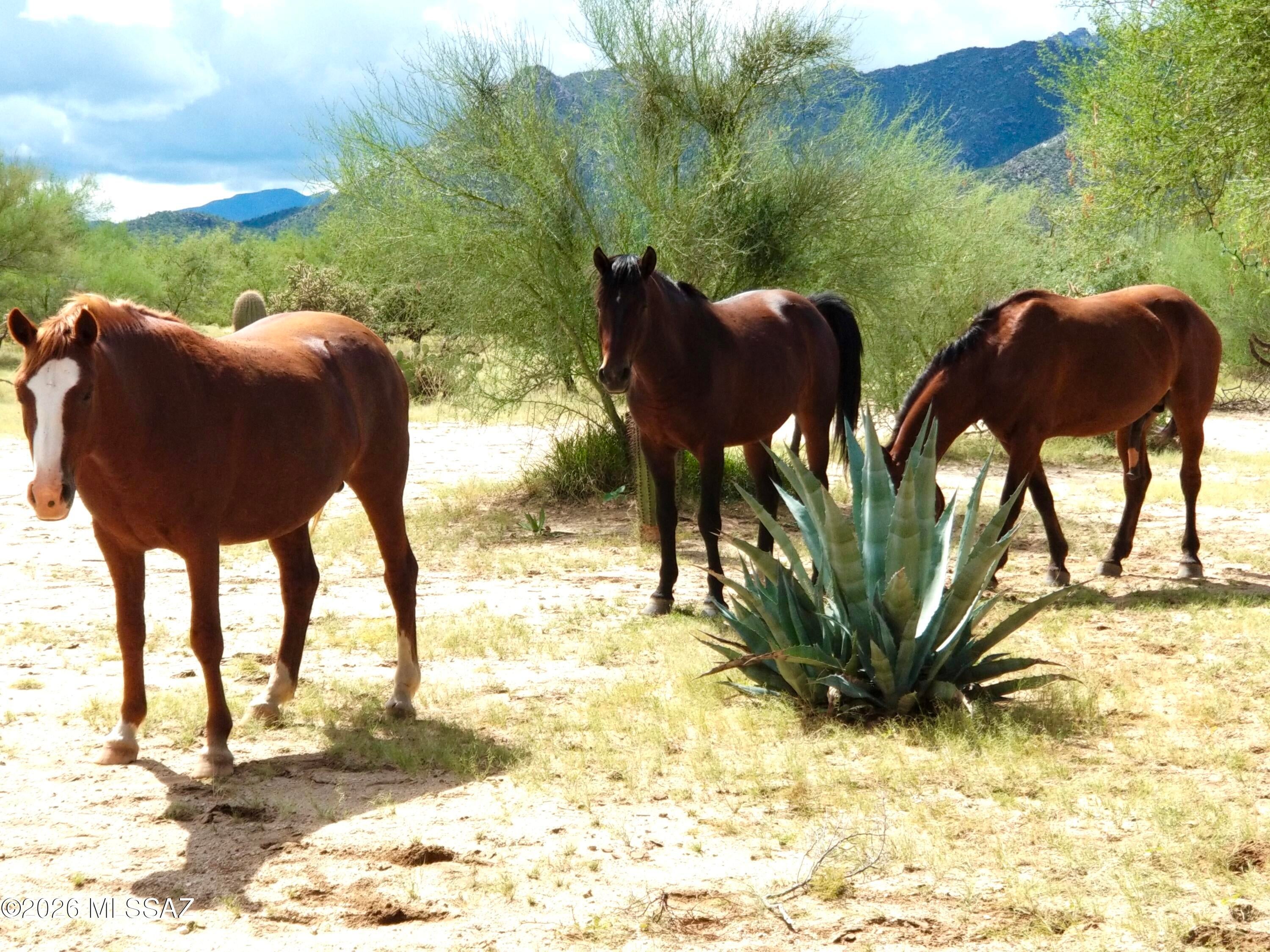Hayhook Ranch - Land