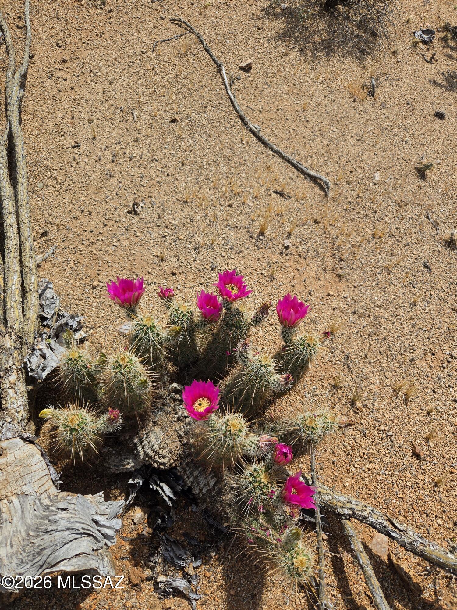 Bordered by panoramic views, lush virgin desert abundant wildlife & natural desert. Center of the county for easy access. County maintained road. Come visualize your dreams!