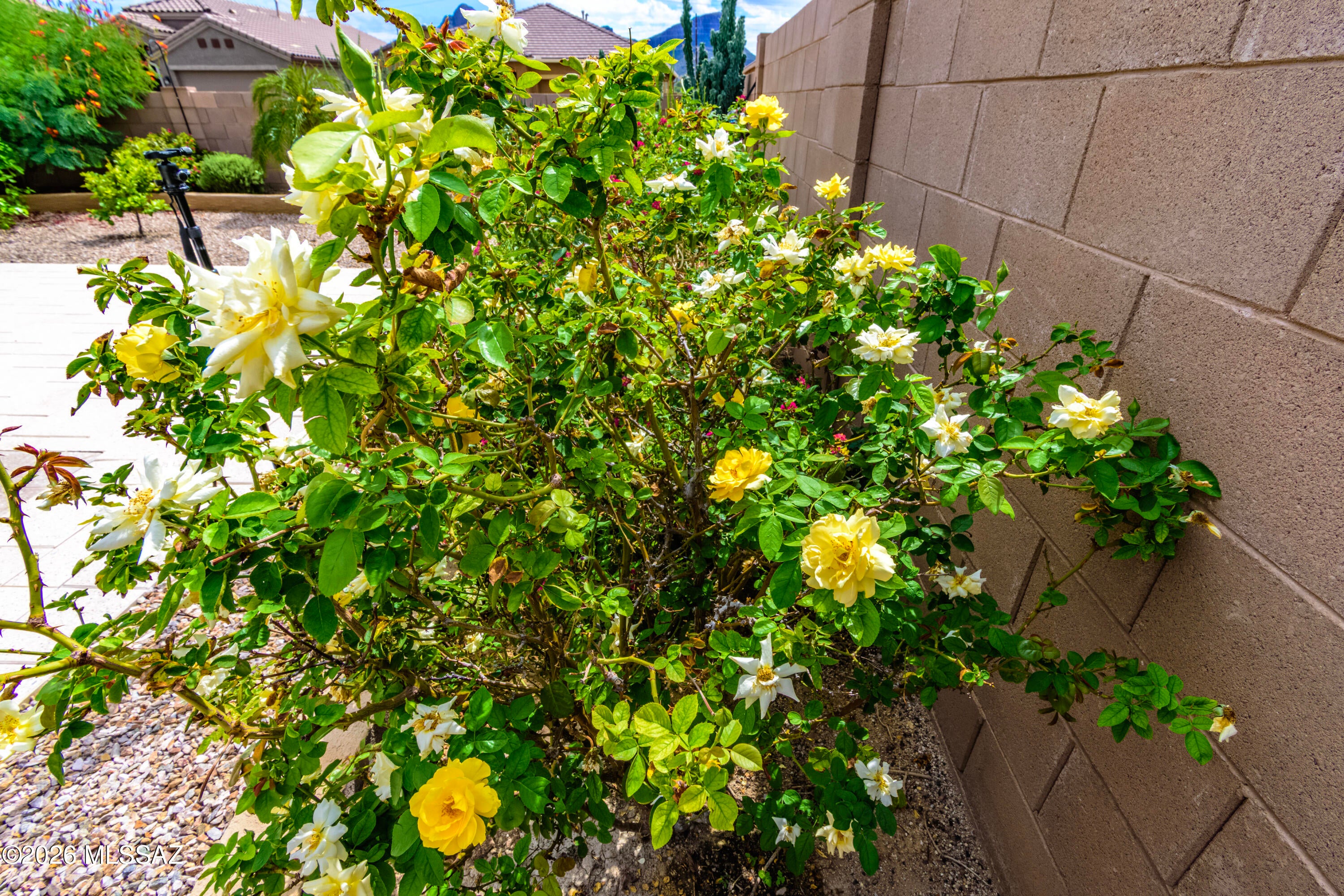 Saguaro Bloom - Residential