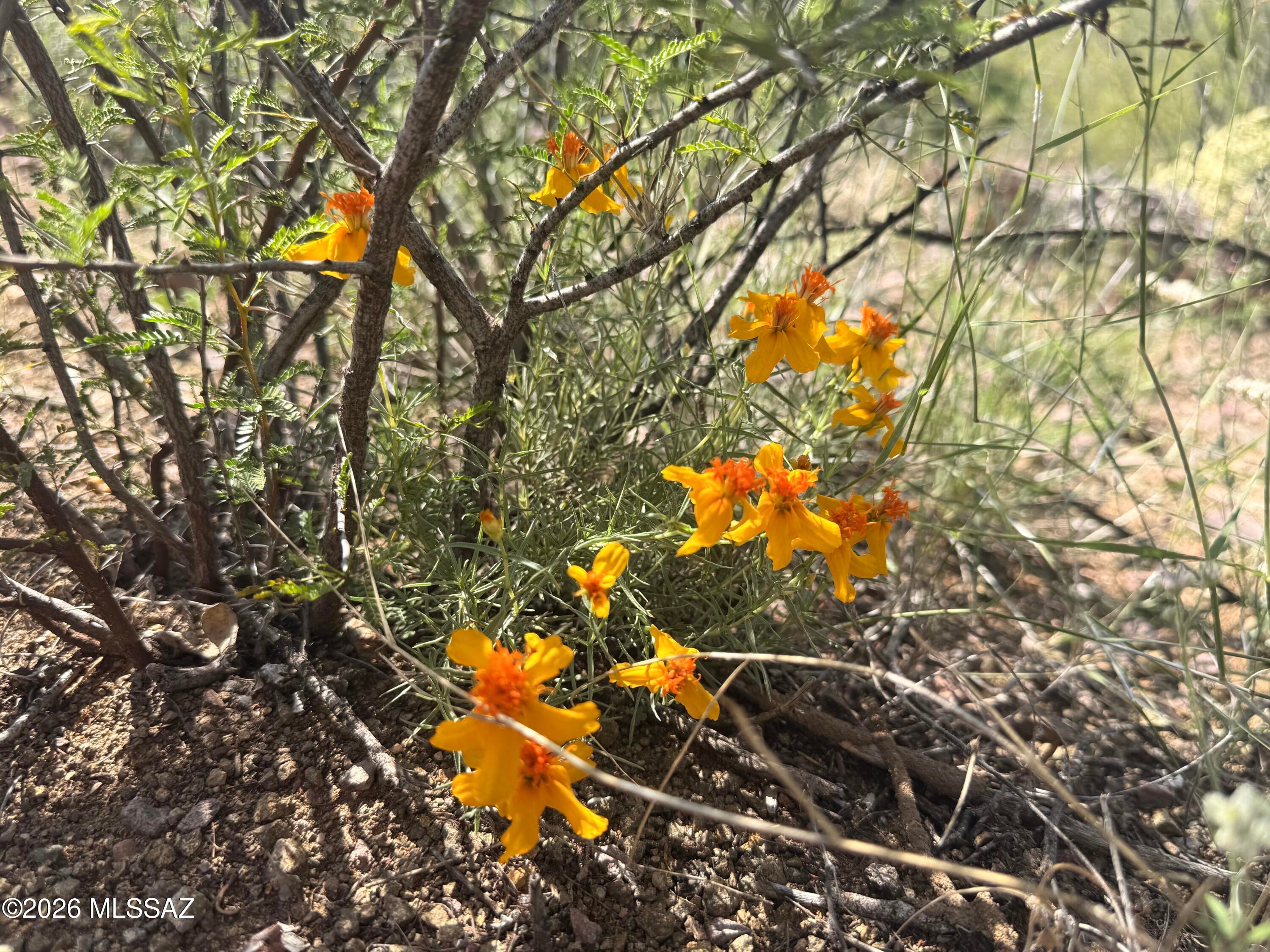 Out Of Pima County - Land