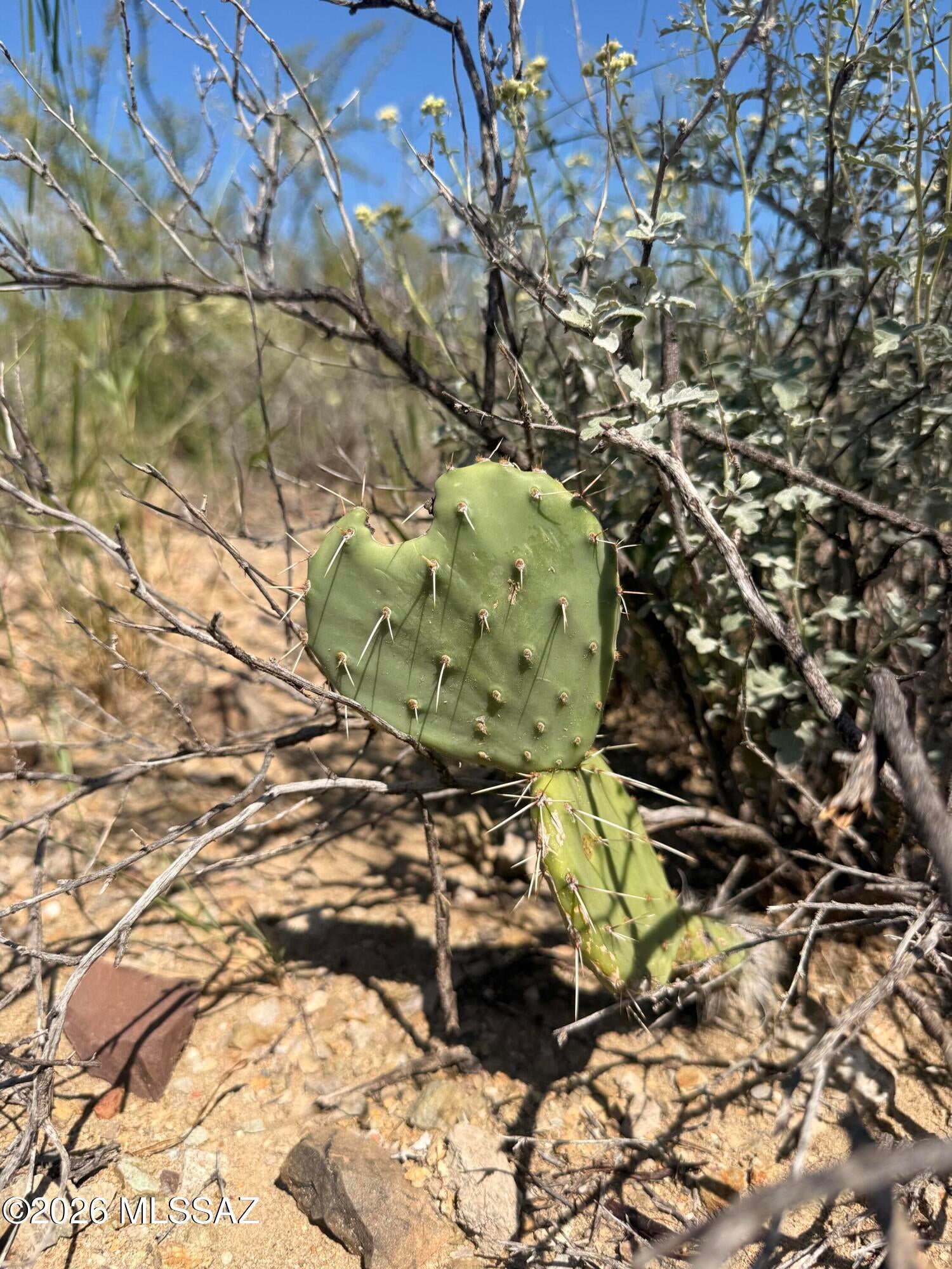 Out Of Pima County - Land
