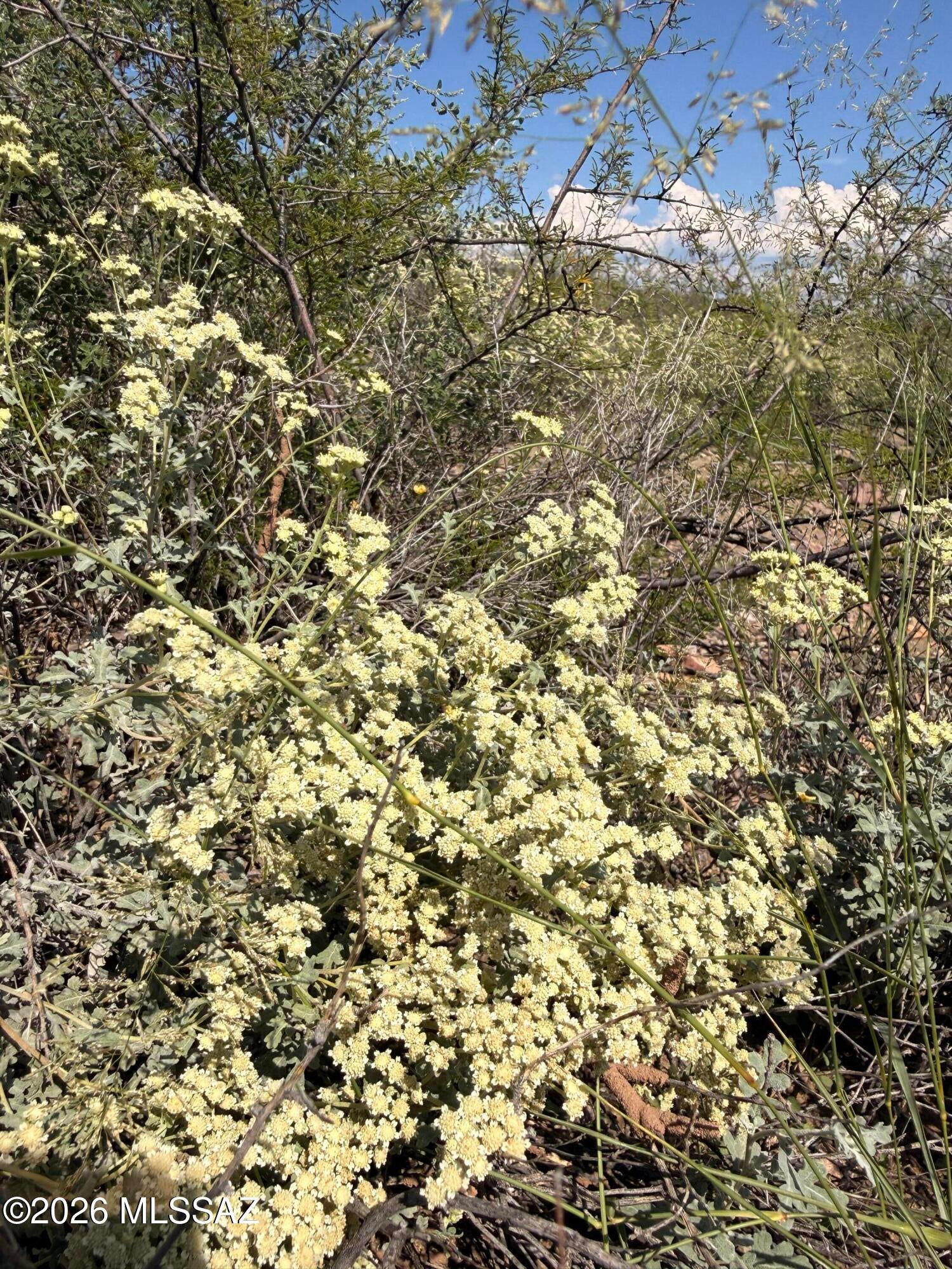 Out Of Pima County - Land