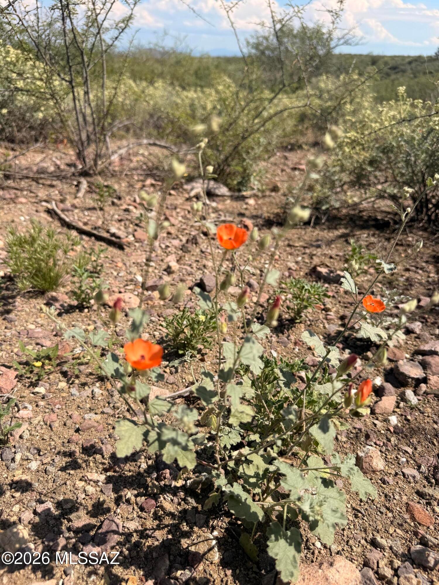 Out Of Pima County - Land