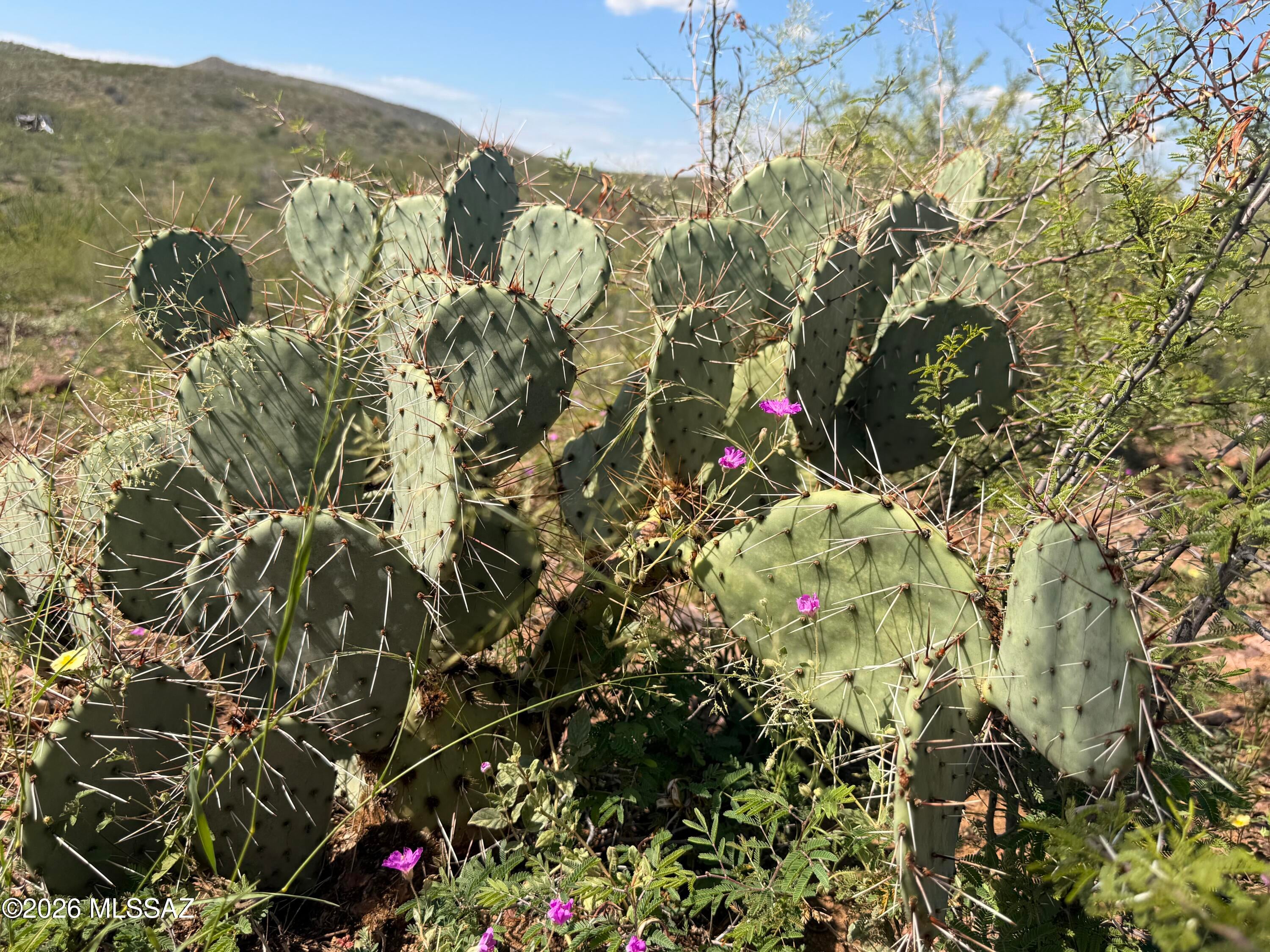 Out Of Pima County - Land