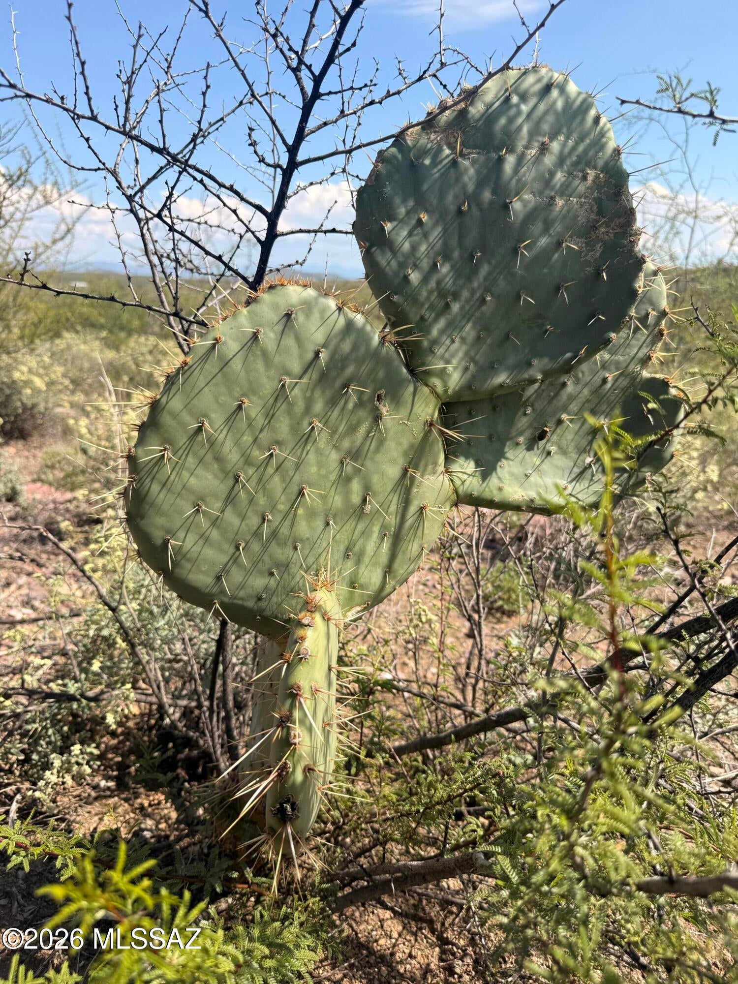 Out Of Pima County - Land