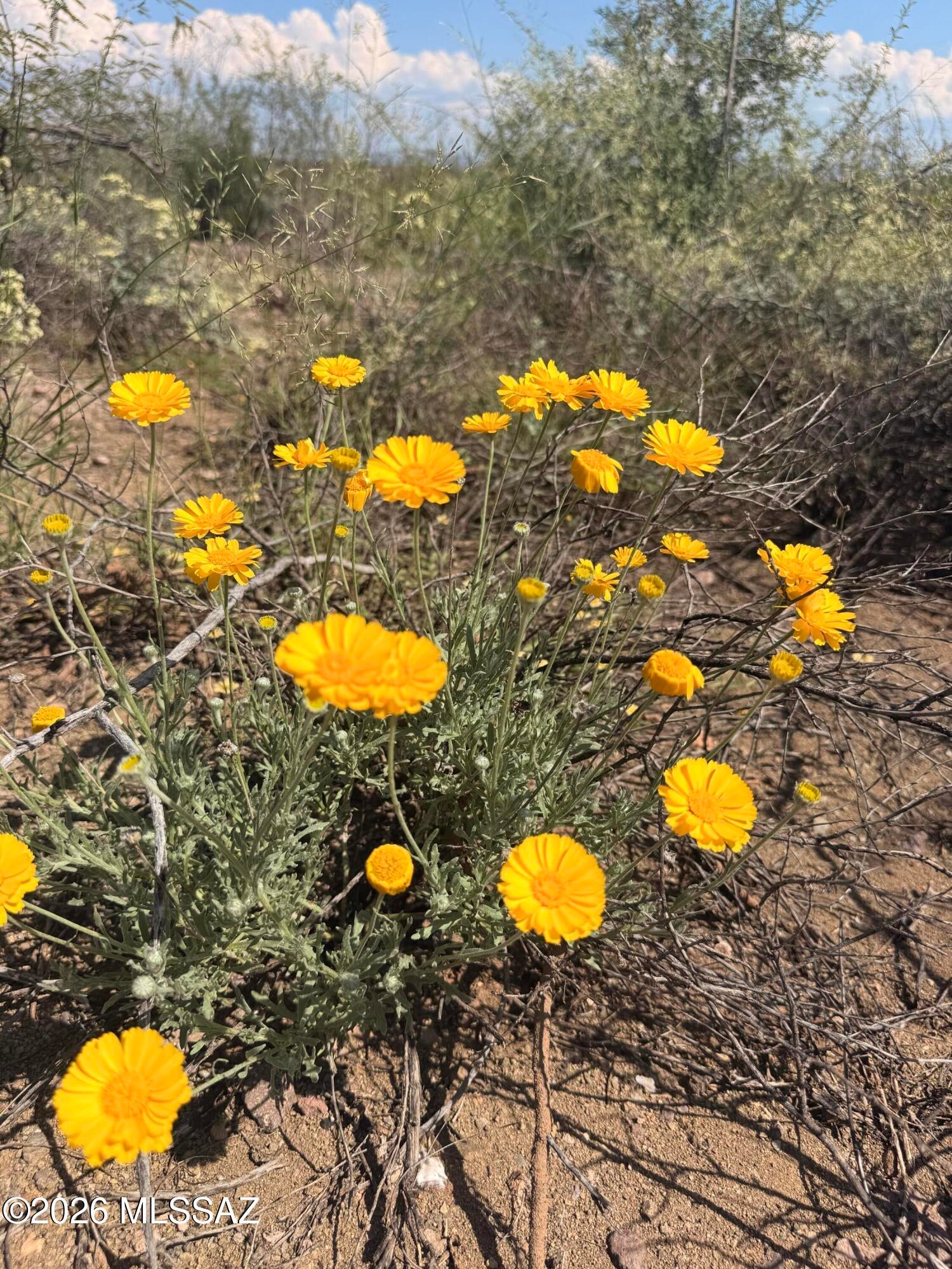 Out Of Pima County - Land