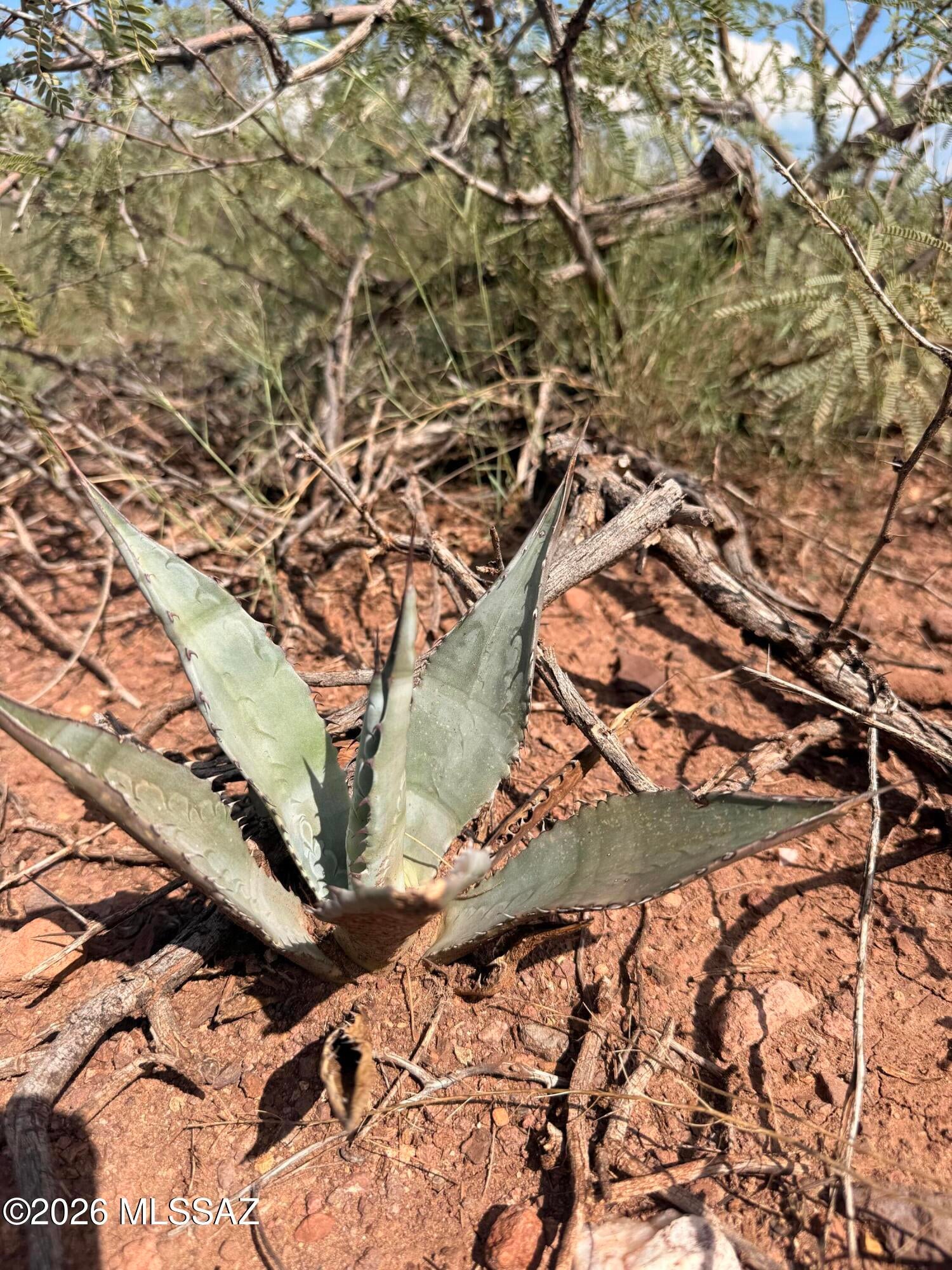 Out Of Pima County - Land