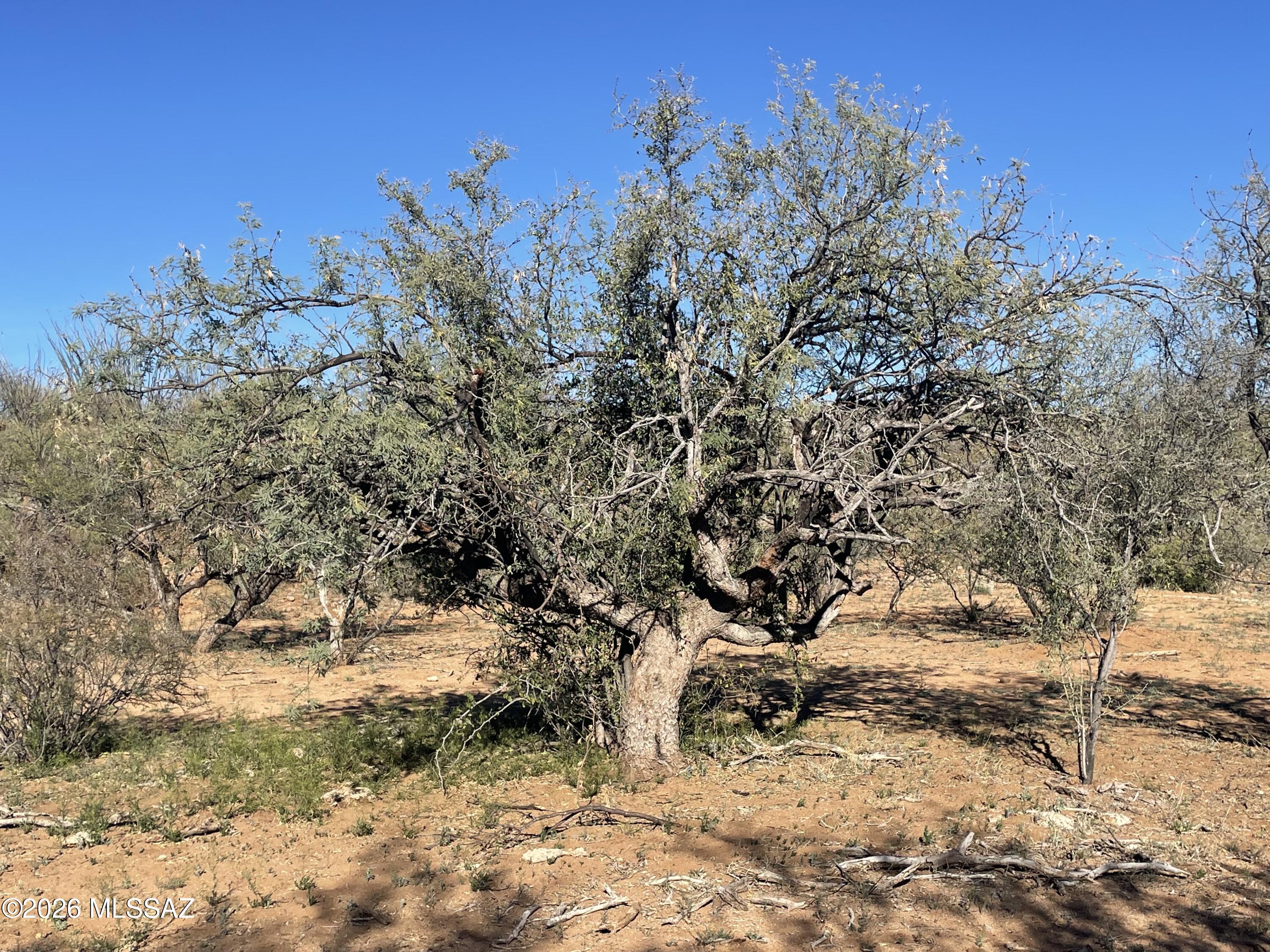 Tubac Foothills Ranch - Land